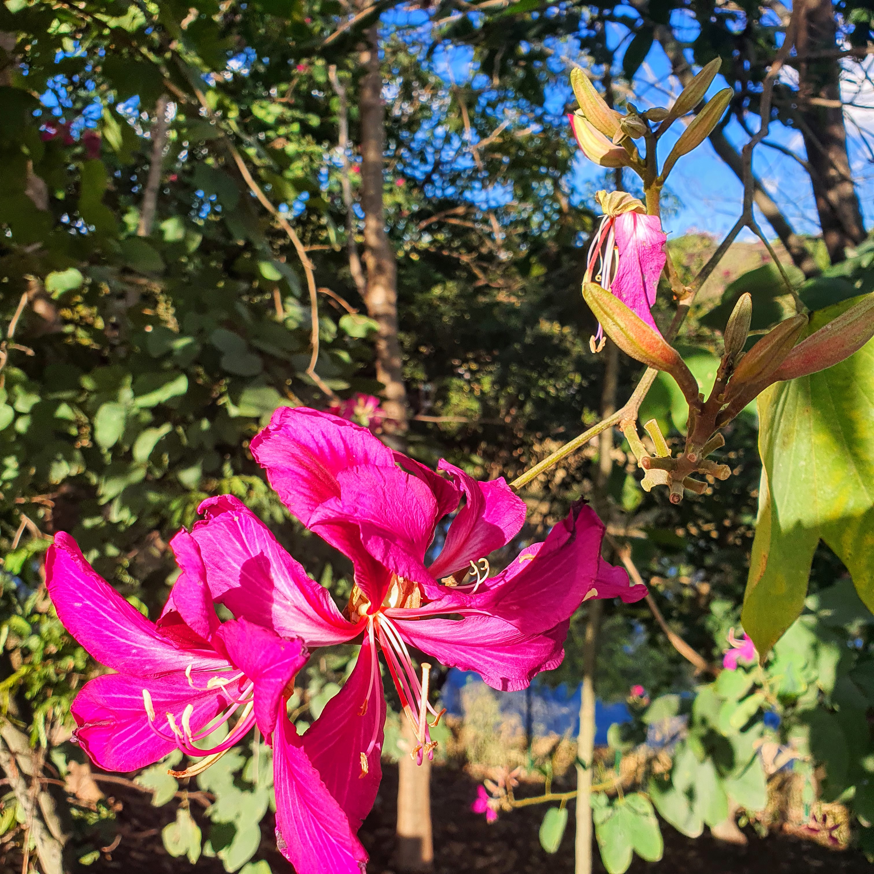 Flor púrpura da bauínia-de-hong-kong.