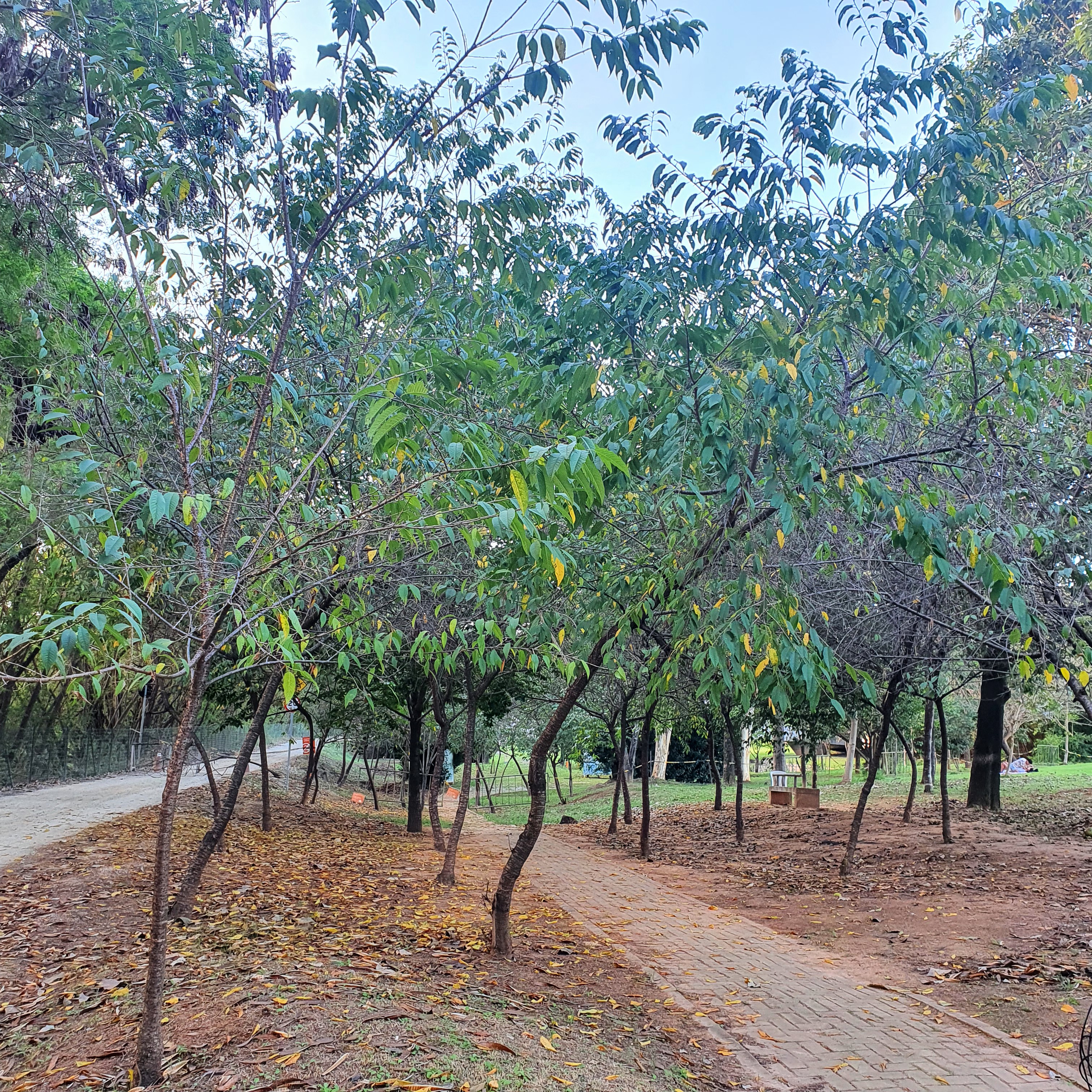 Cerejeiras japonesas em processo de perda foliar.