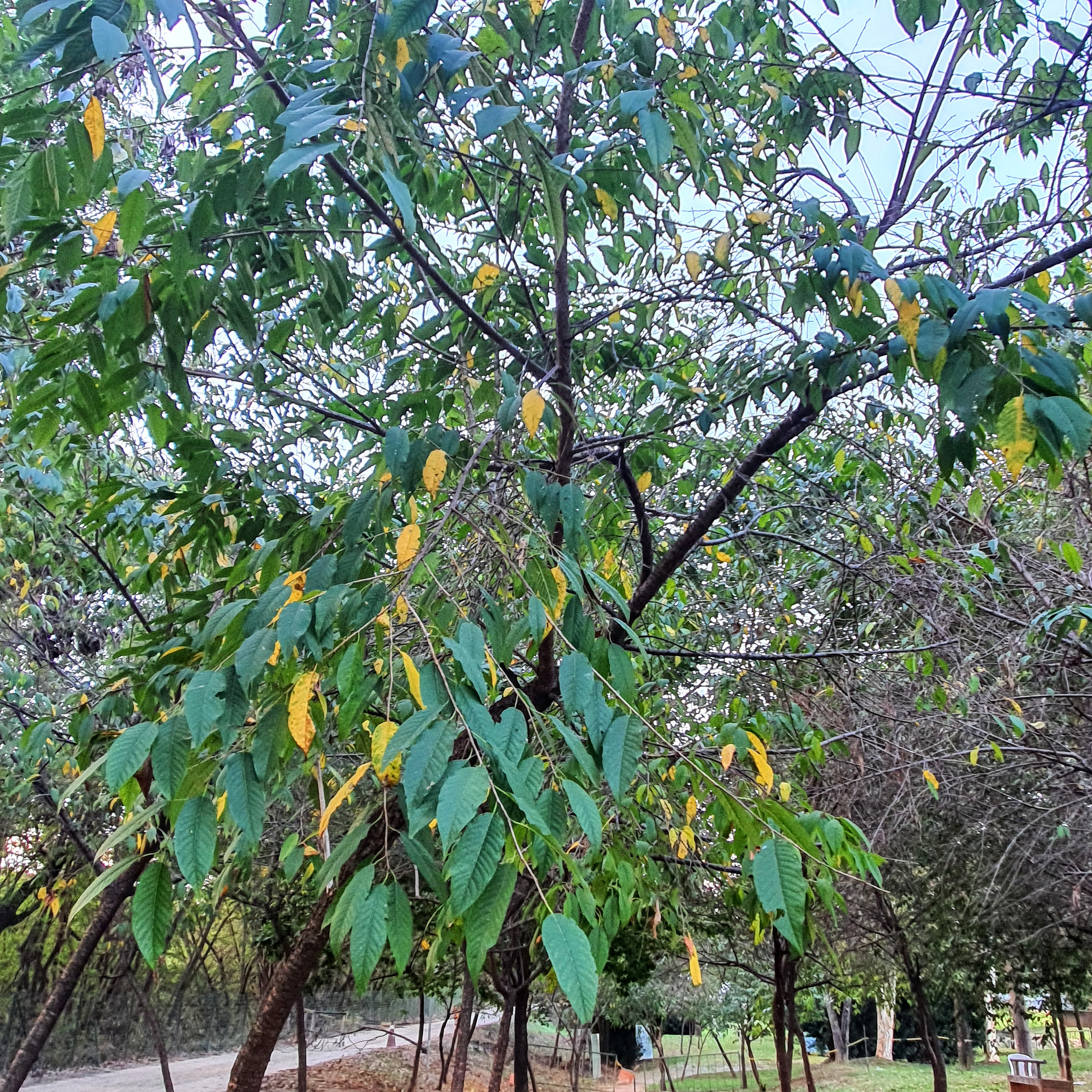 Folhas da cereja-japonesa.