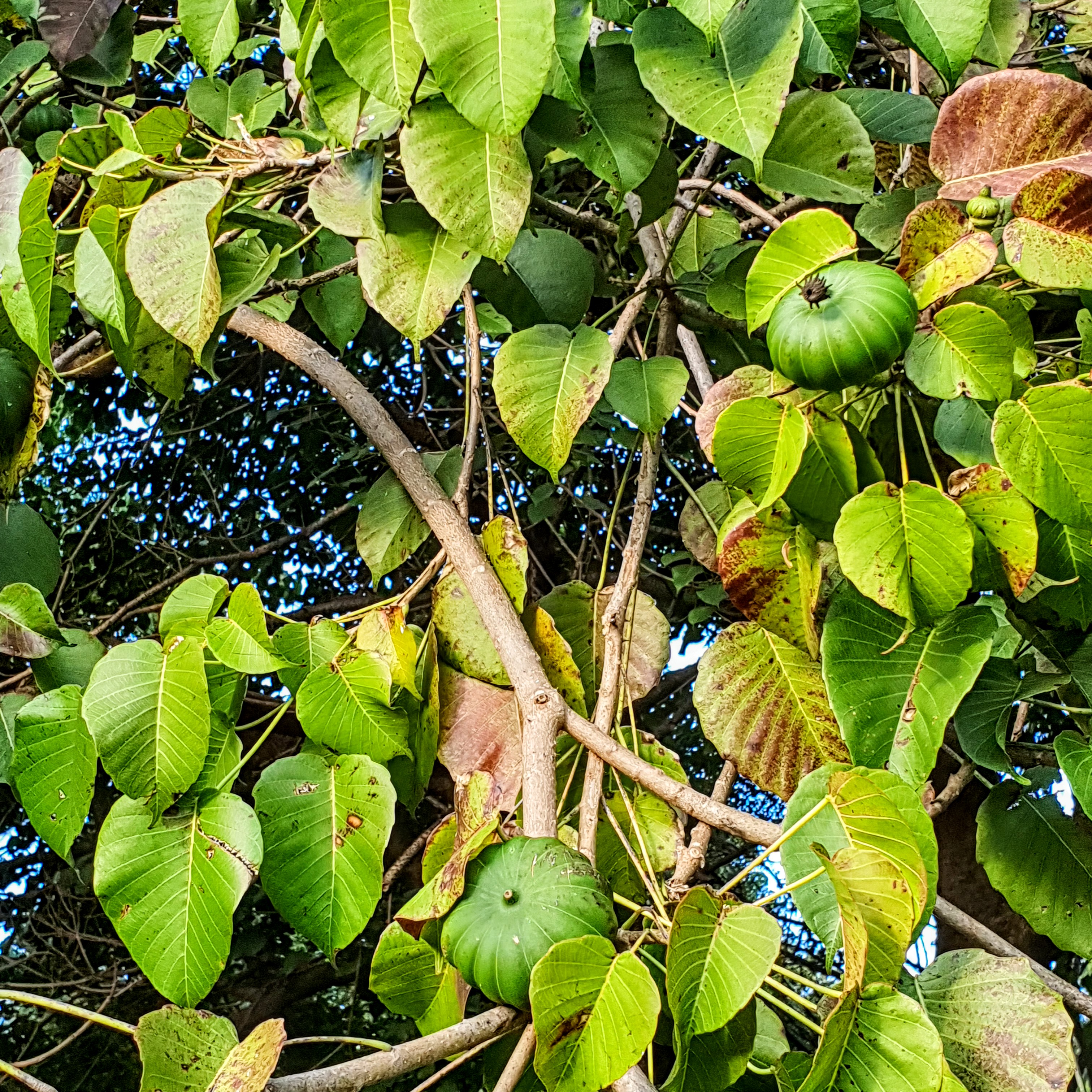 Frutos do açacu.