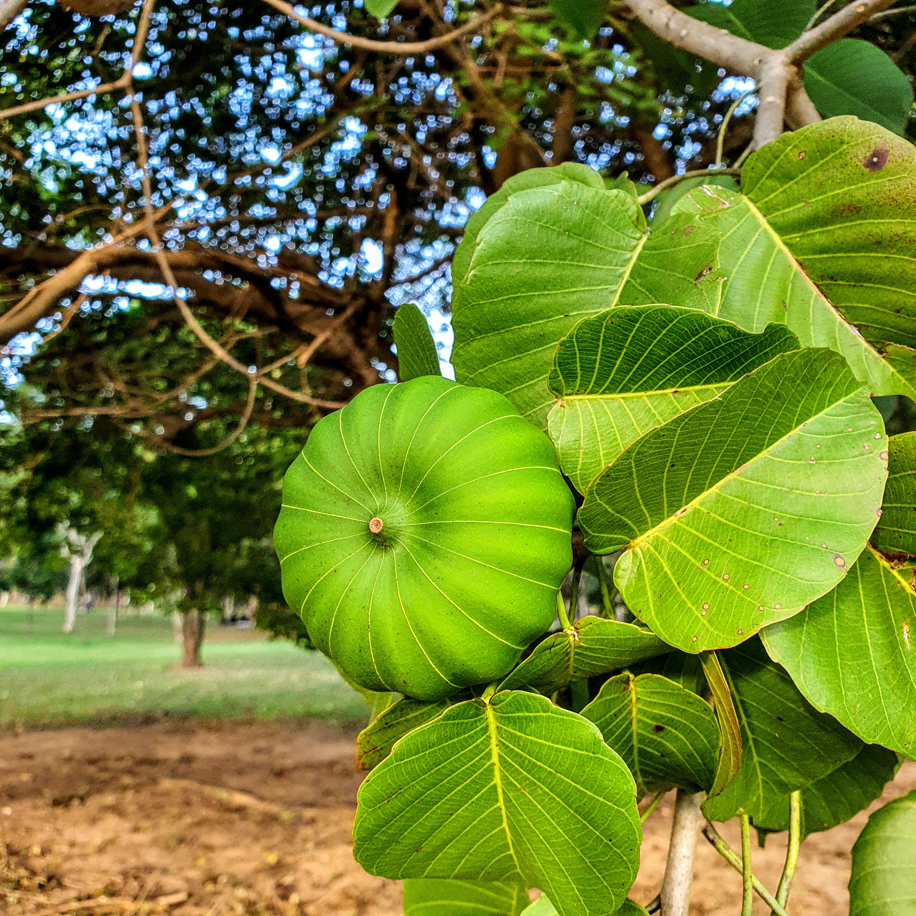 Fruto do açacu.