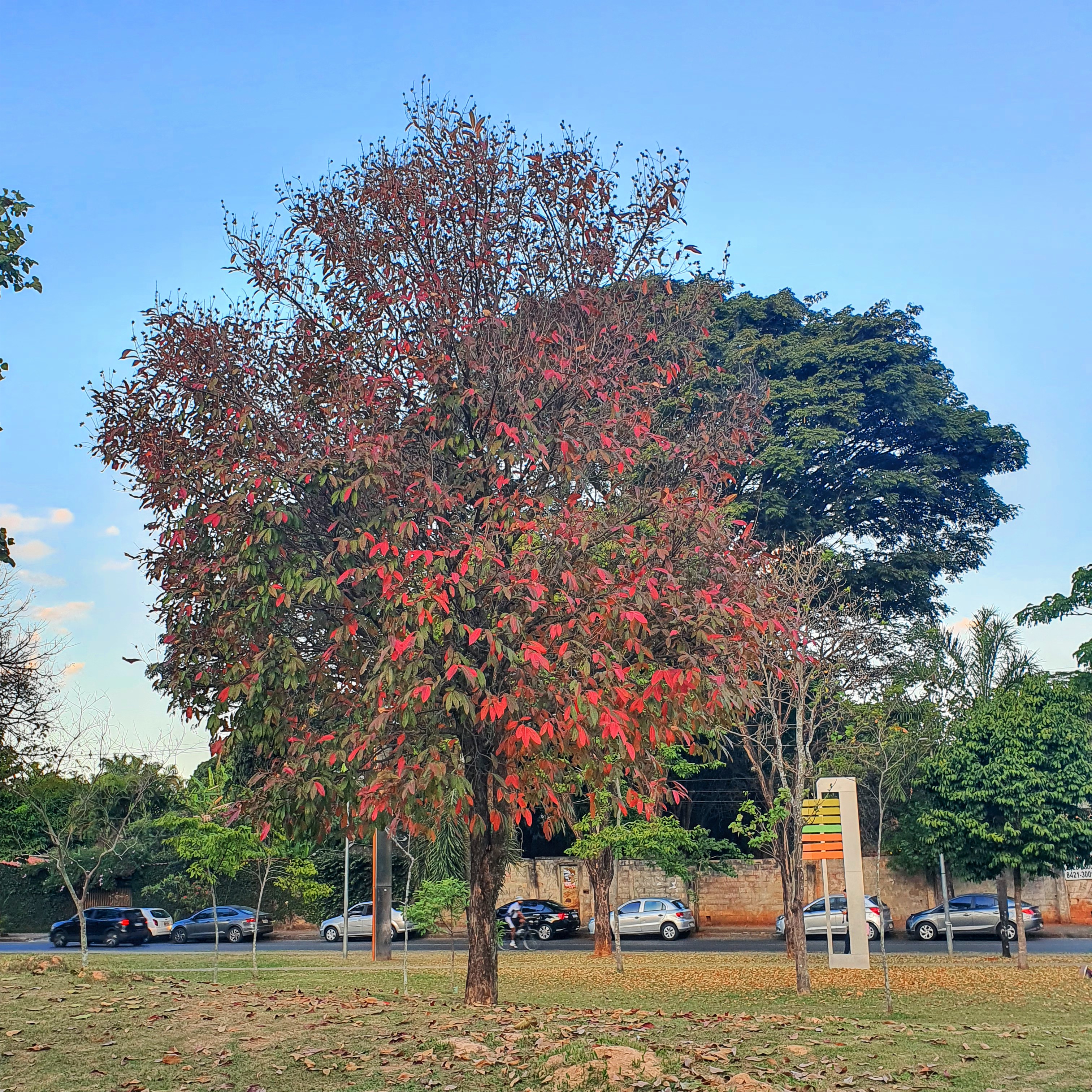 Resedá-graúdo vermelho durante o inverno.