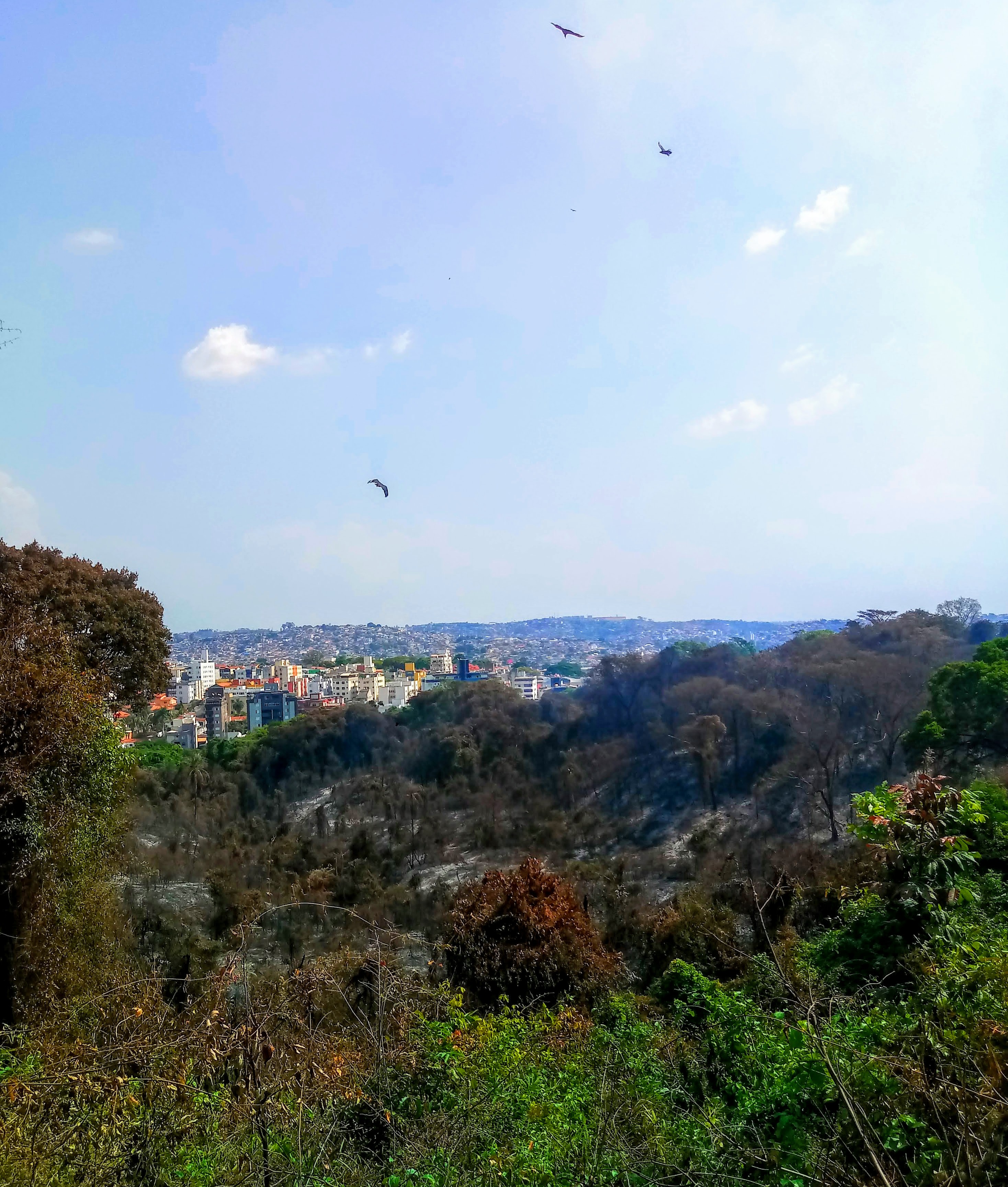 Área queimada do Parque Municipal Ursulina de Melo Andrade.