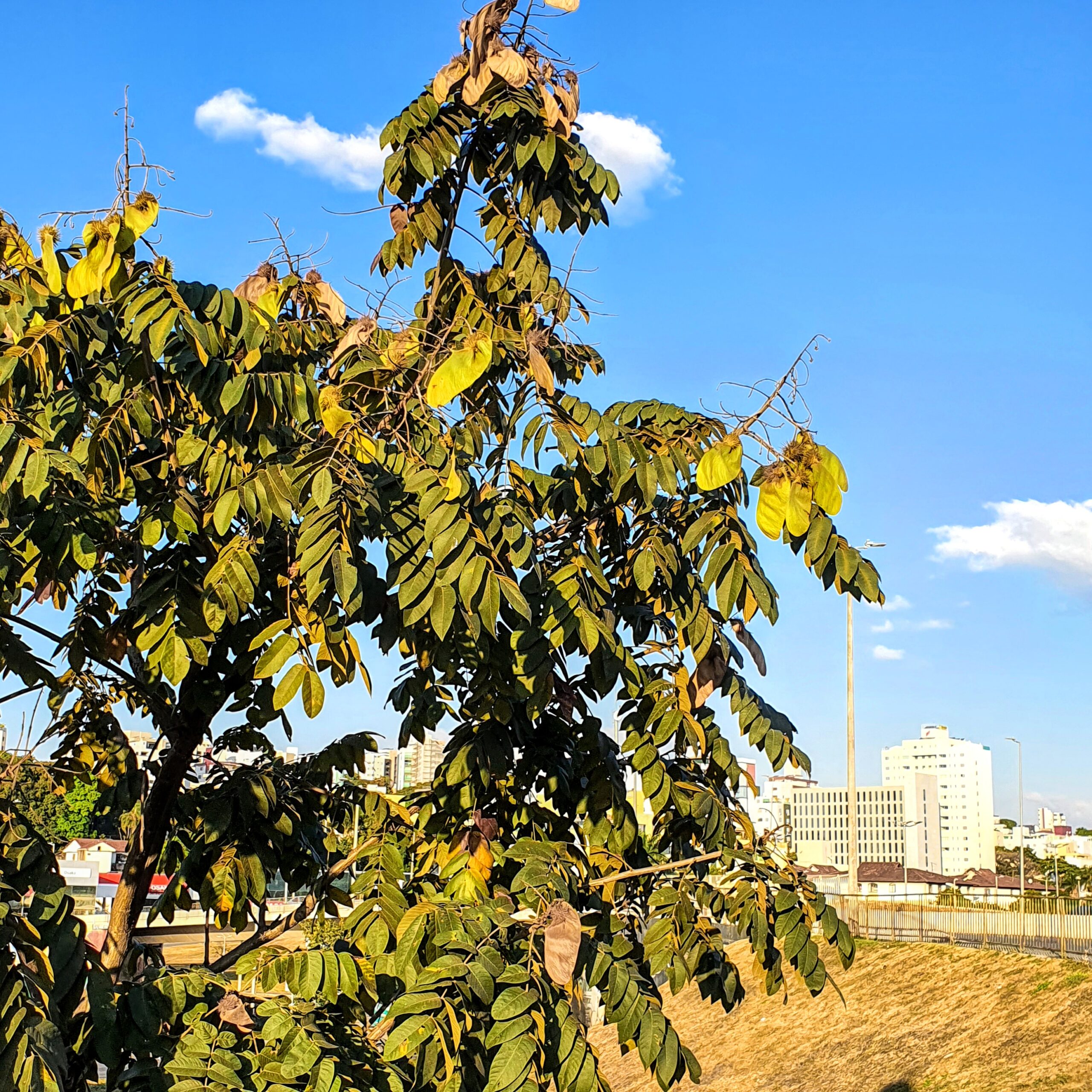 Folhas e frutos do araribá.