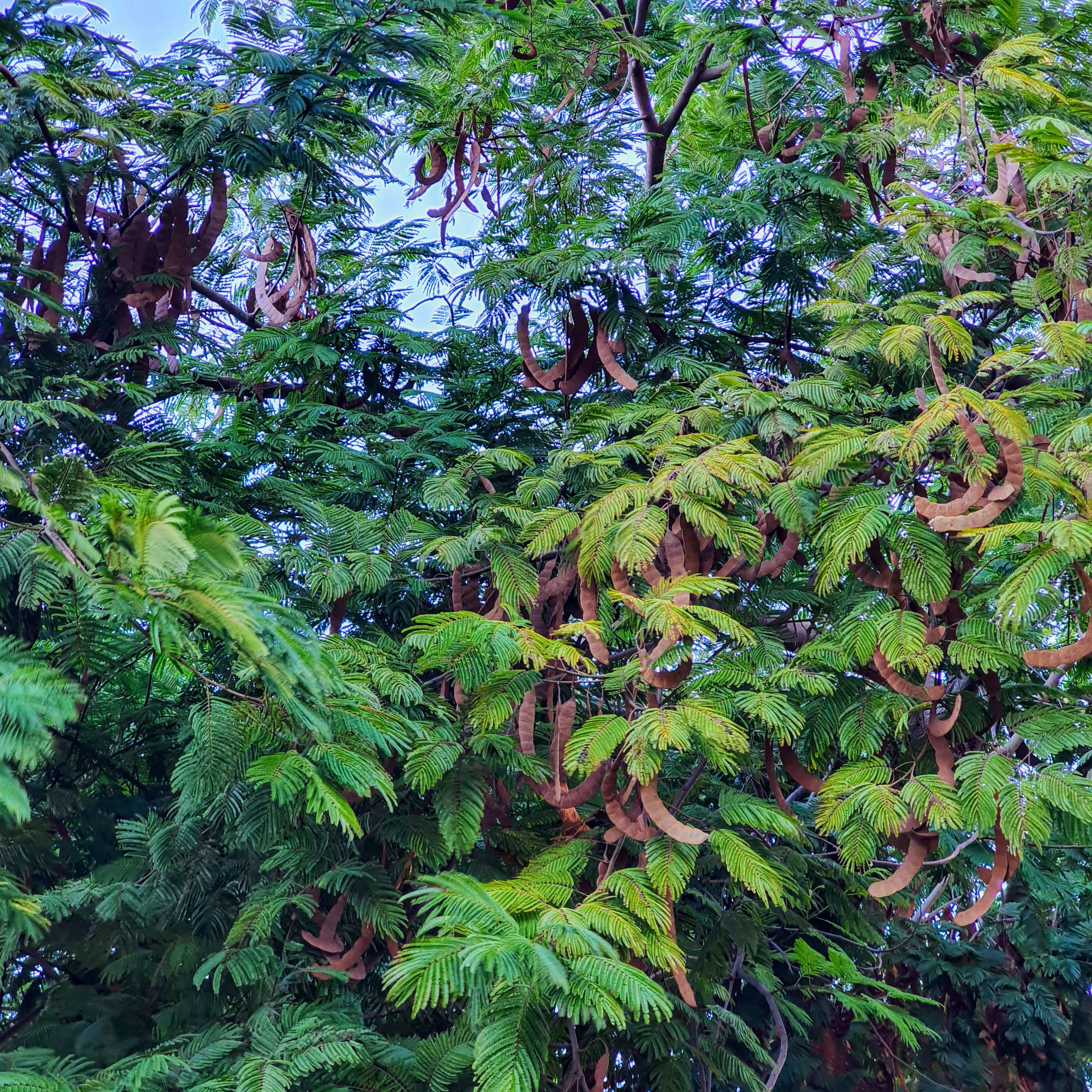 Folhas e frutos do angico-vermelho.