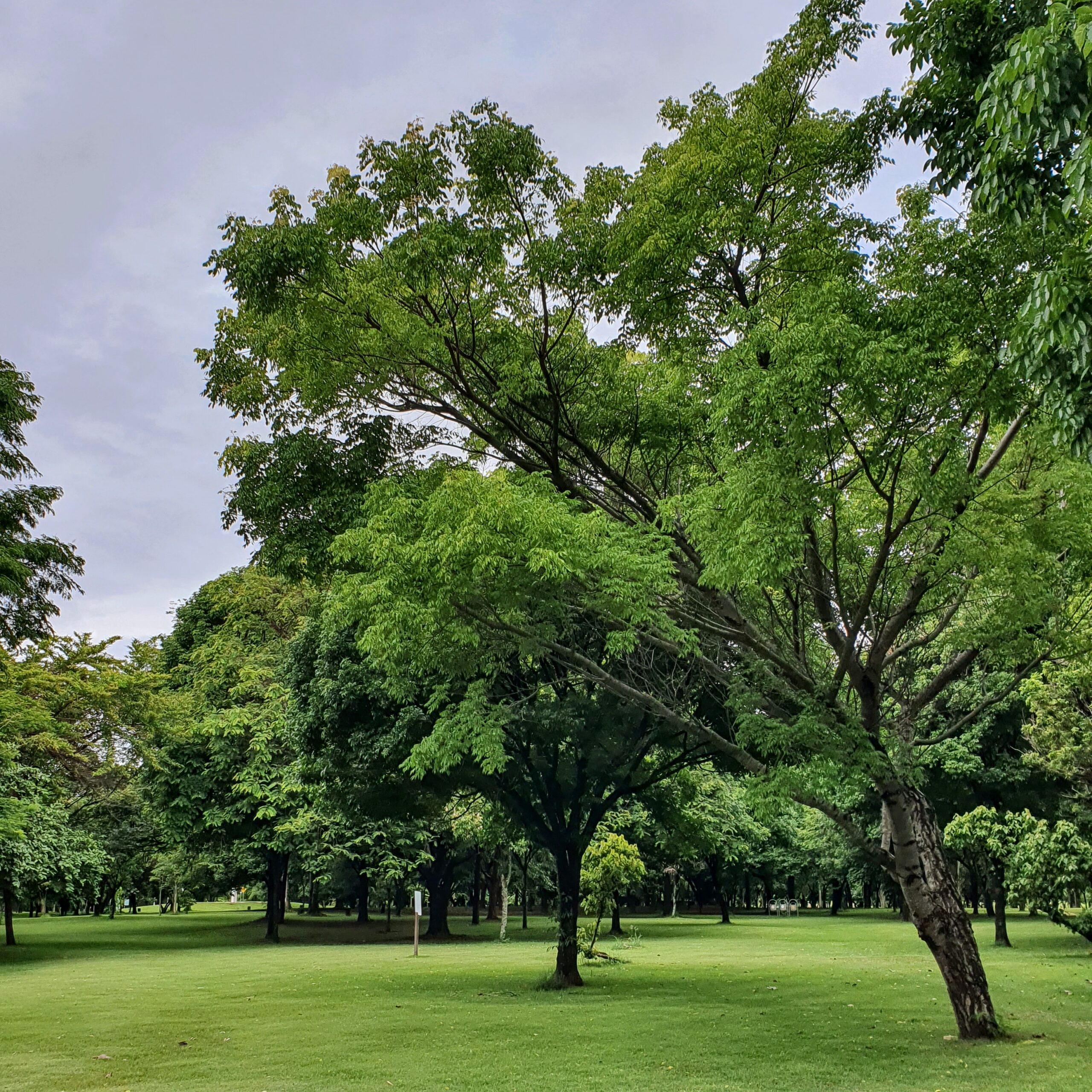 Relvado sob bosque.