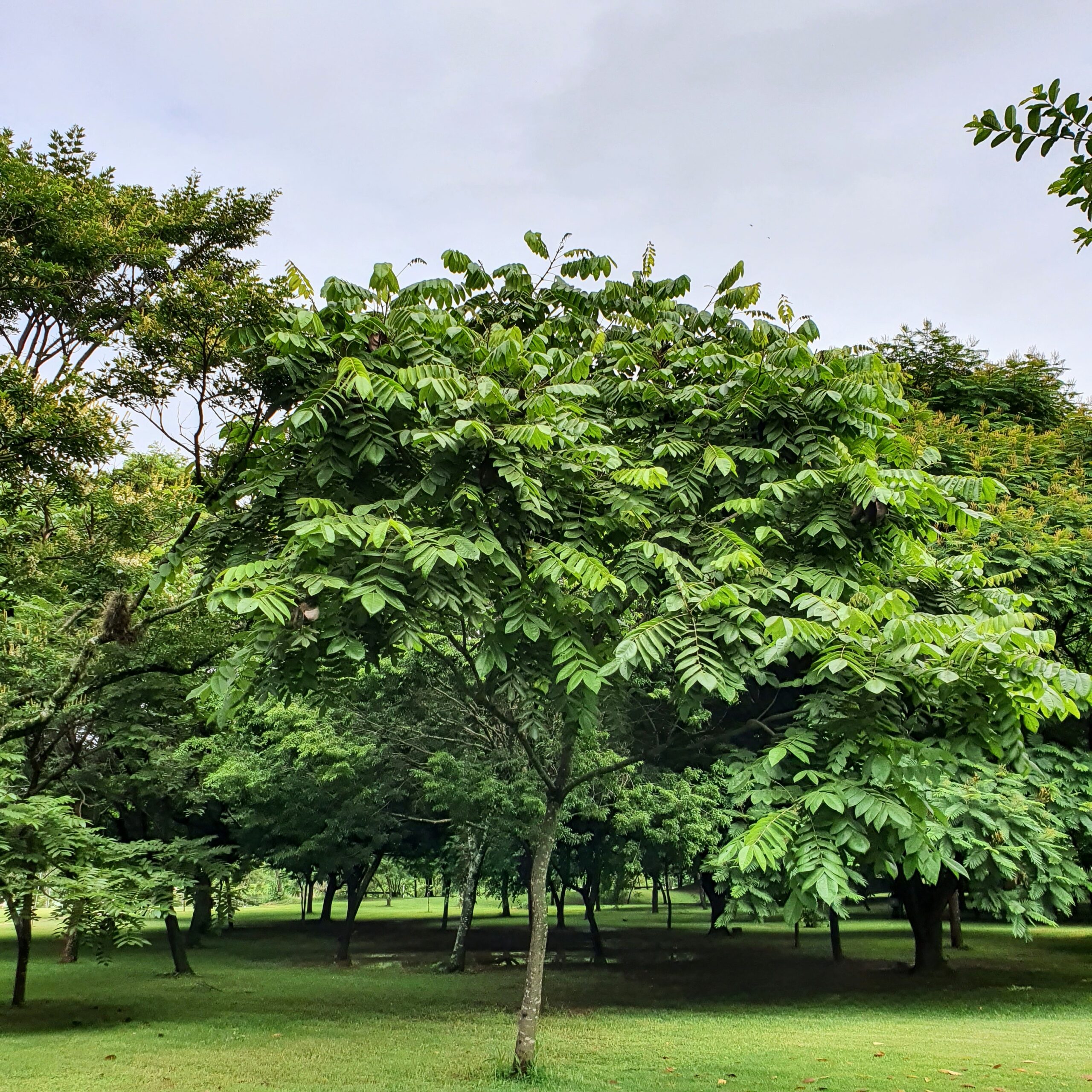 Relvado sob bosque.