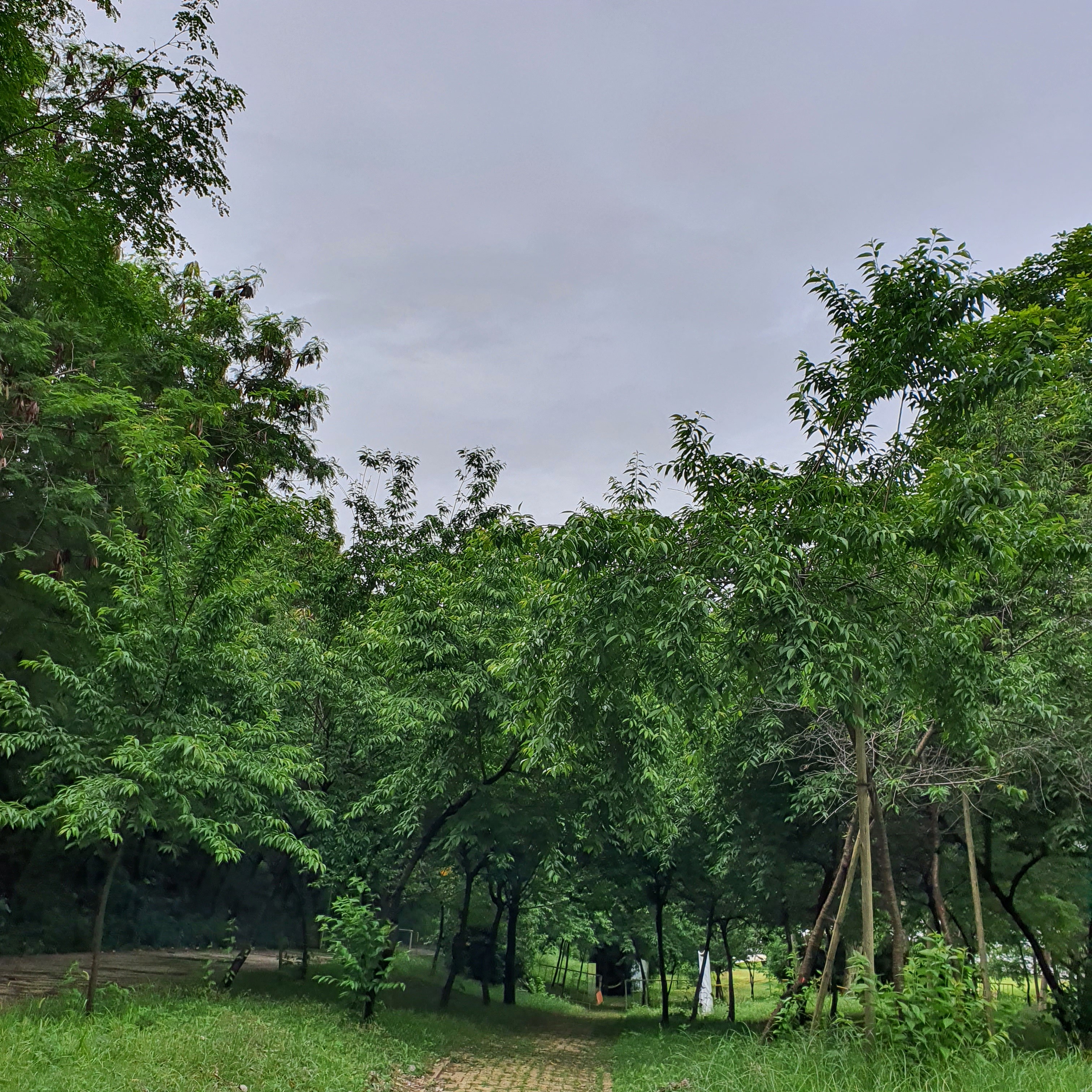 Bosque de cerejeiras.