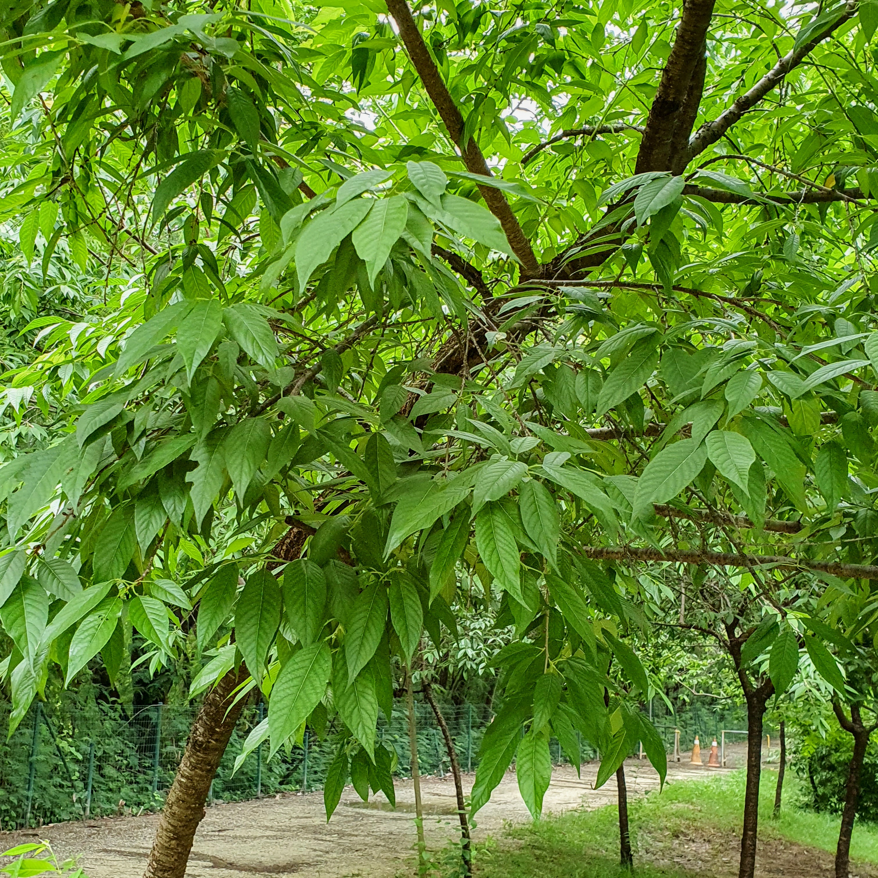 Folhas da cerejeira japonesa.