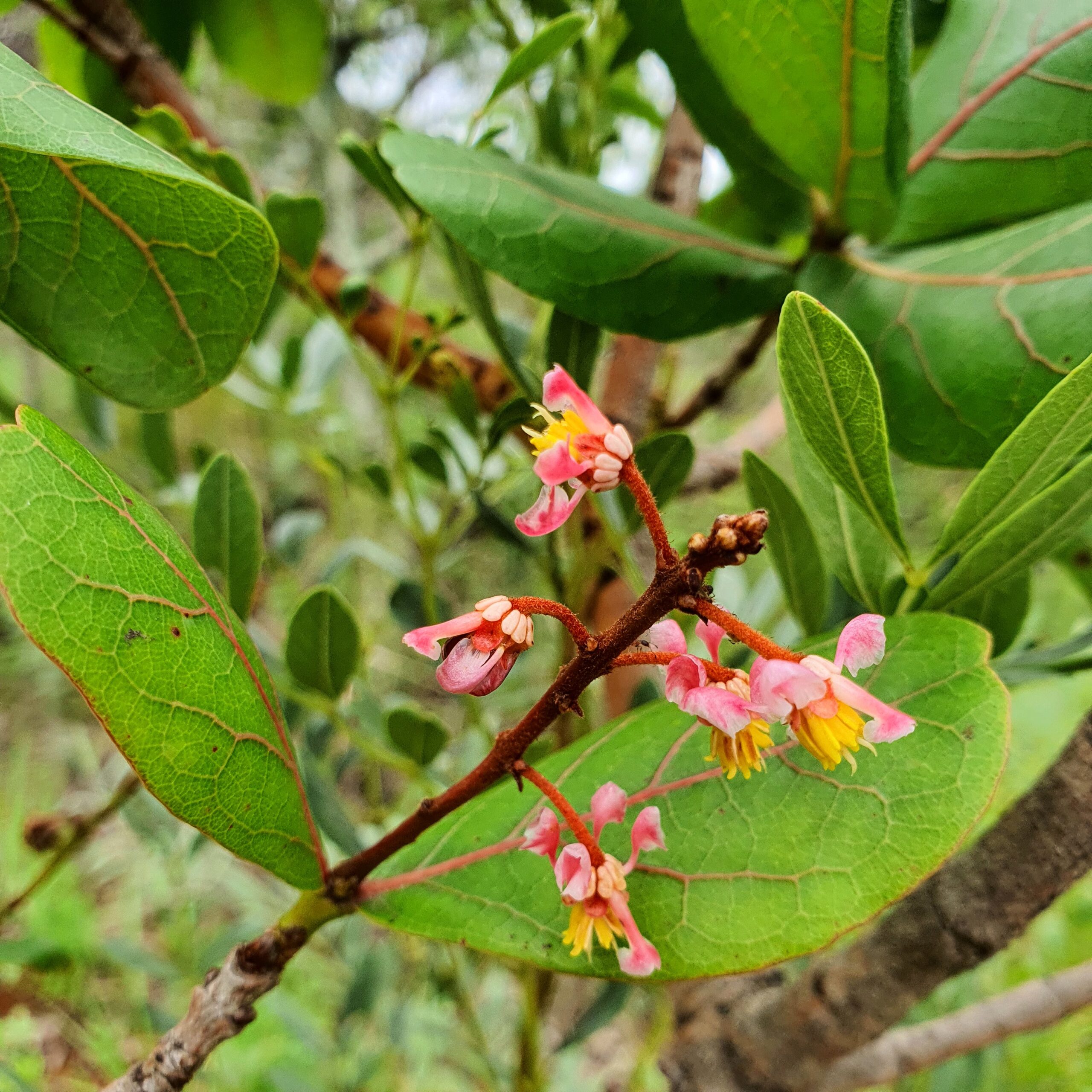 Flores do murici-do-cerrado.