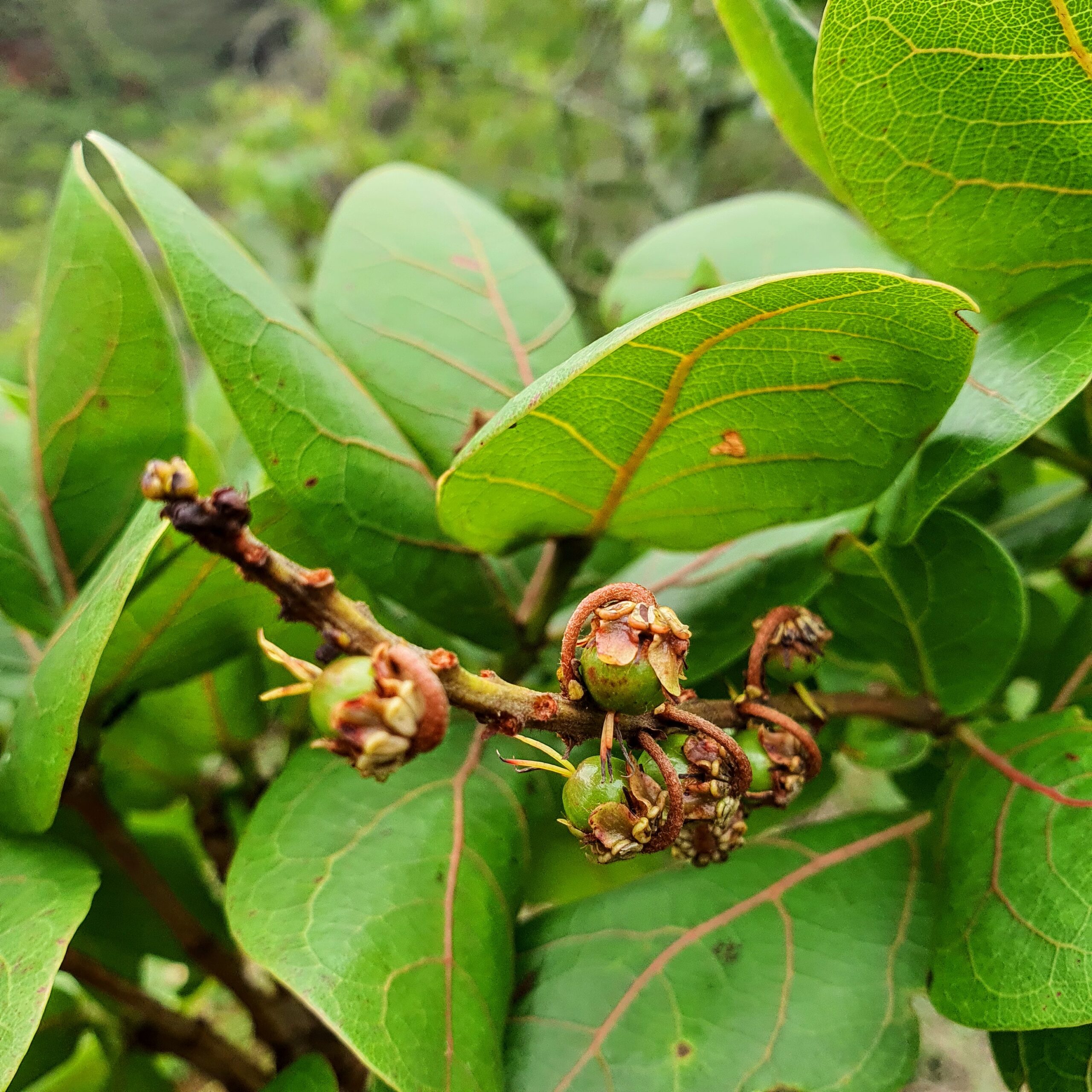 Frutos do murici-do-cerrado.