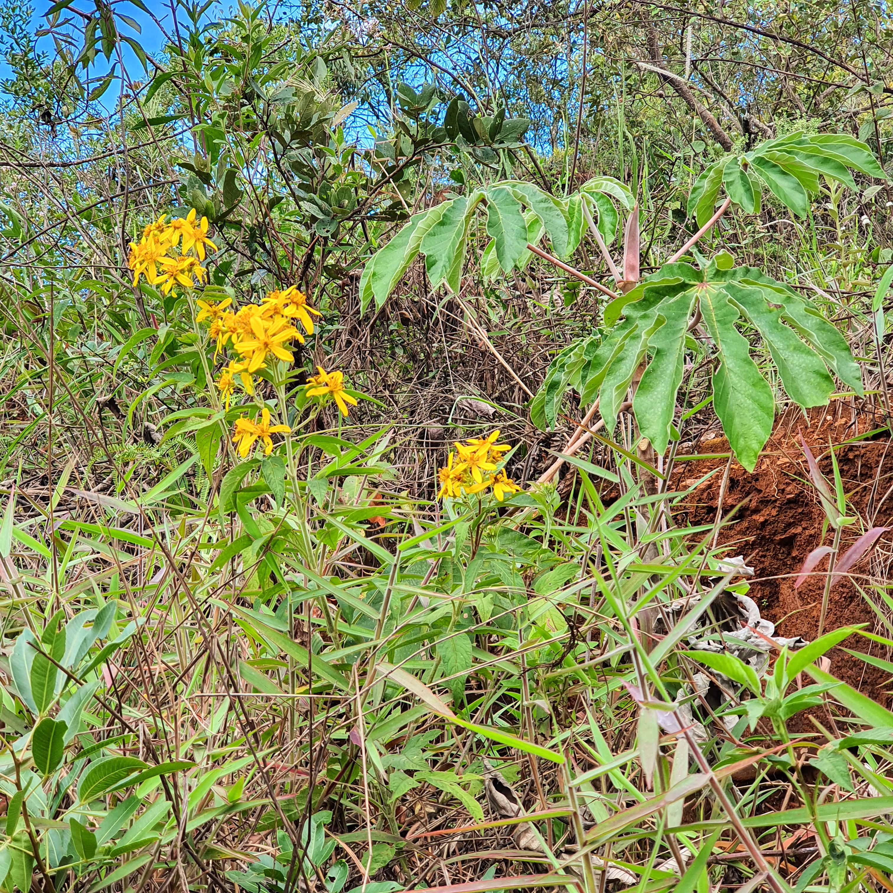 Flores e folhas do picão-amarelo.