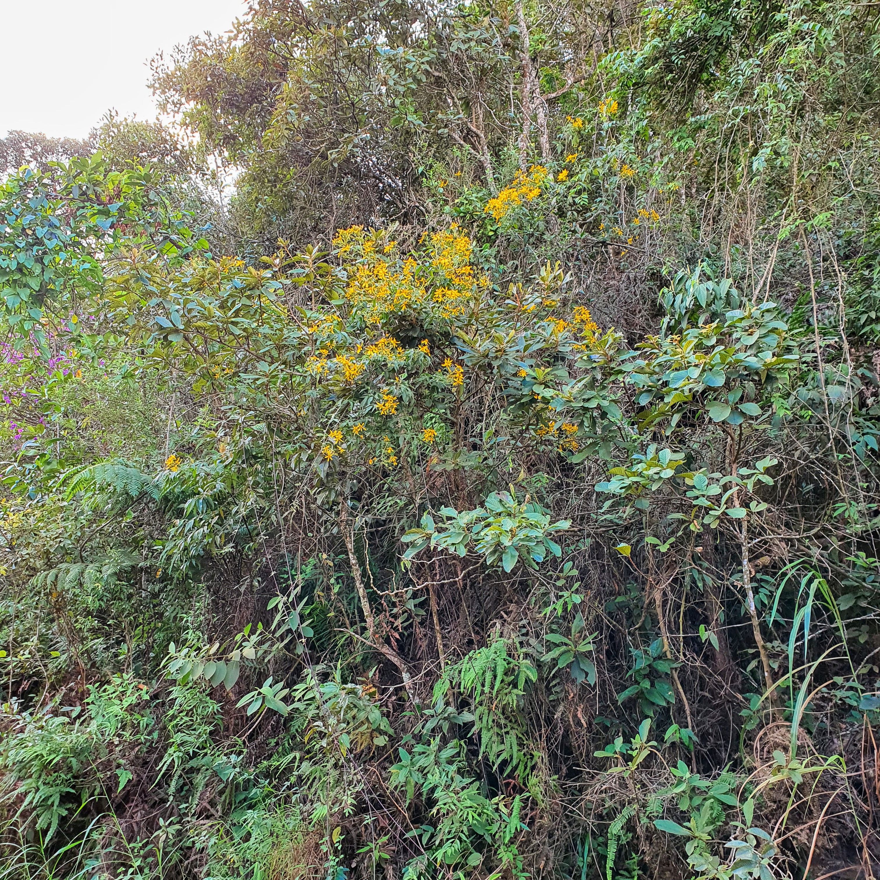 Picão-amarelo em mata.