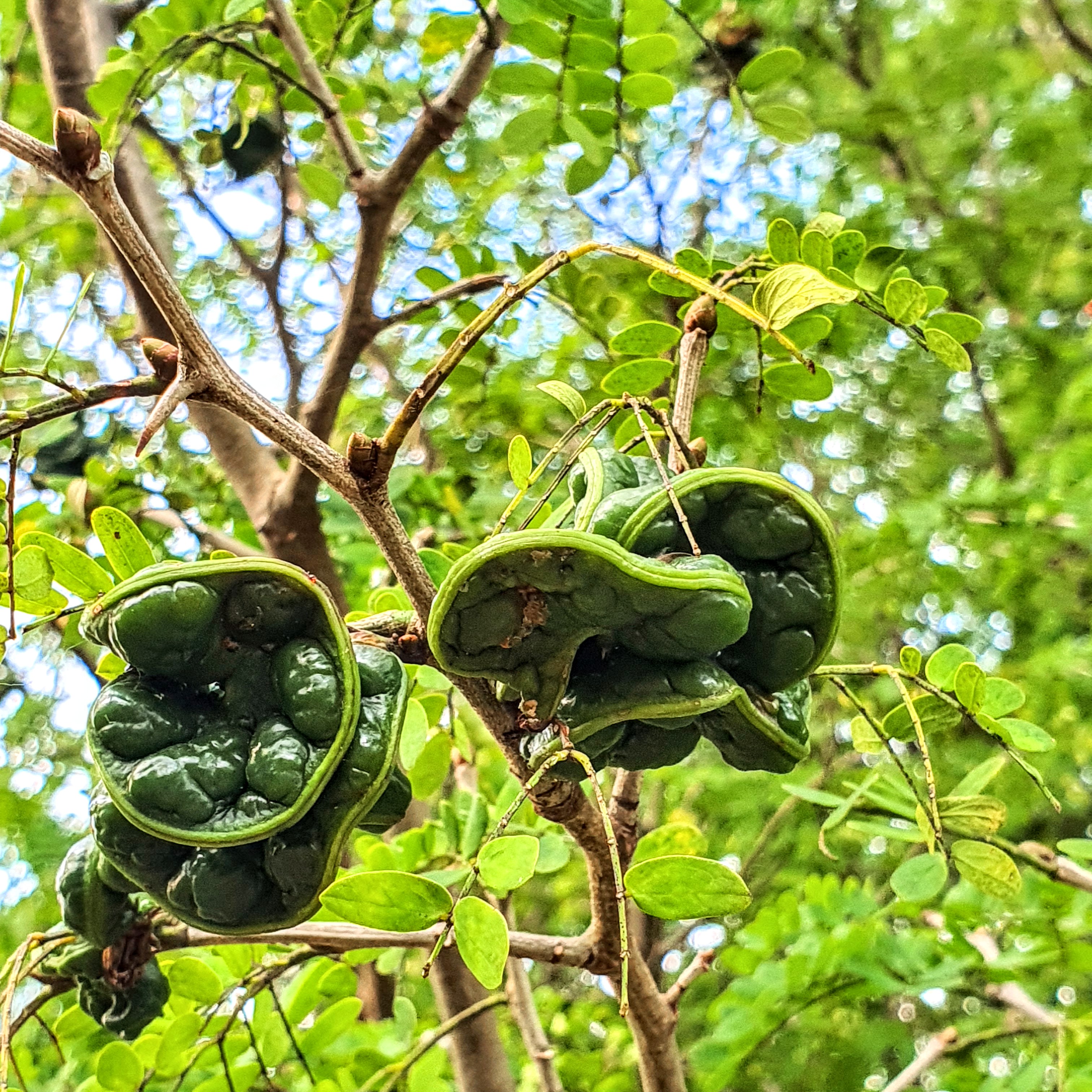 Frutos da jurema.