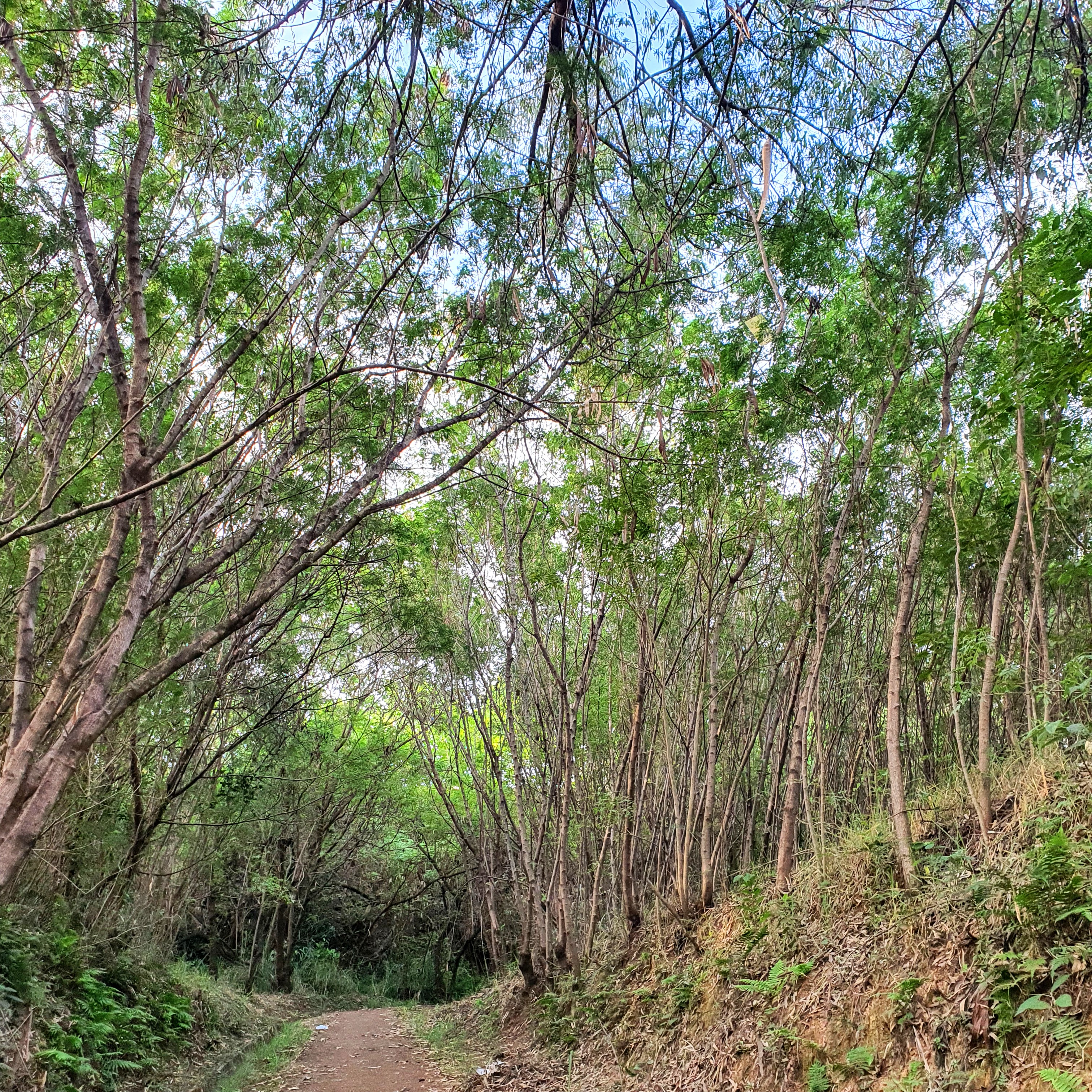 Leucenas no Parque das Águas.