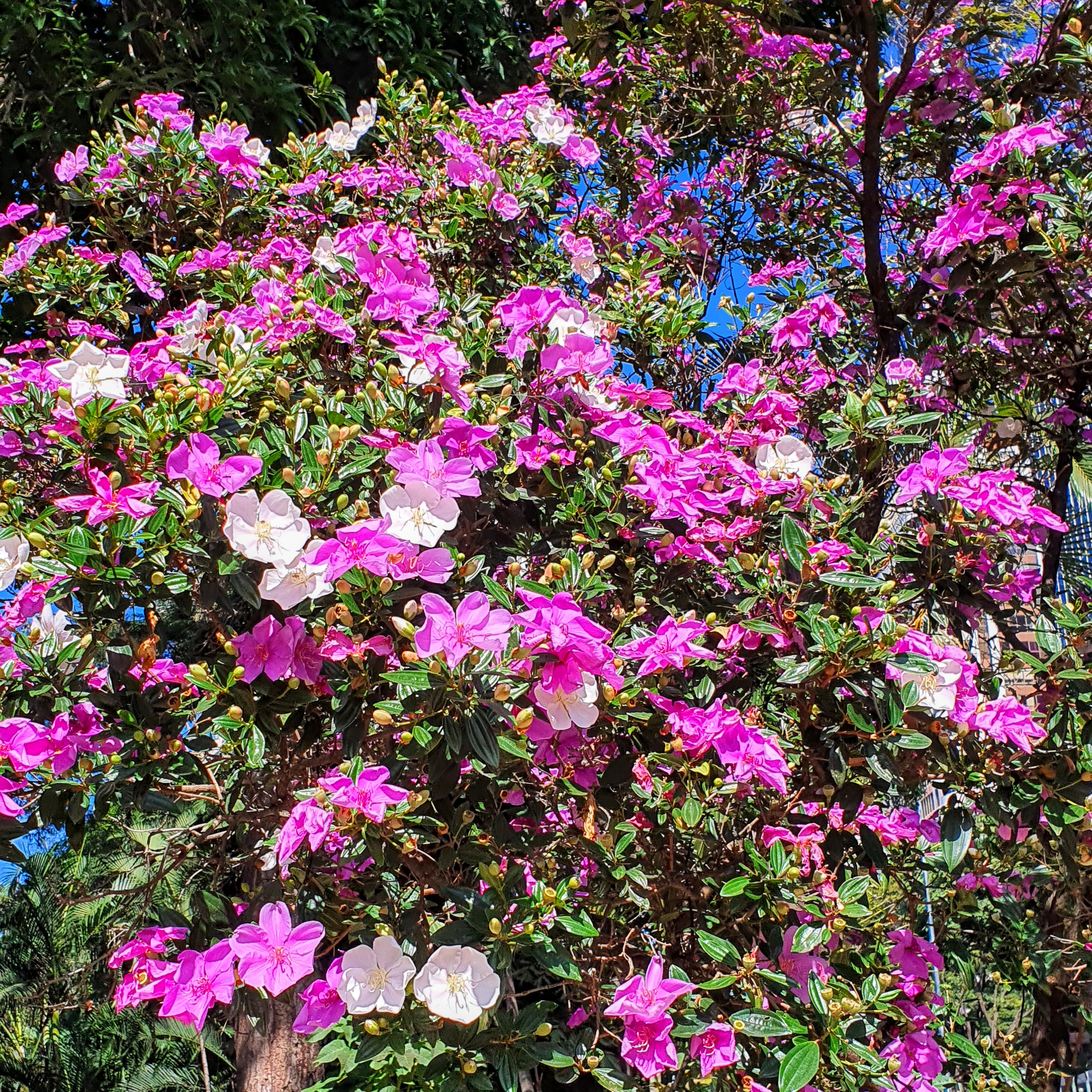 Floração do manacá-da-serra-anão.