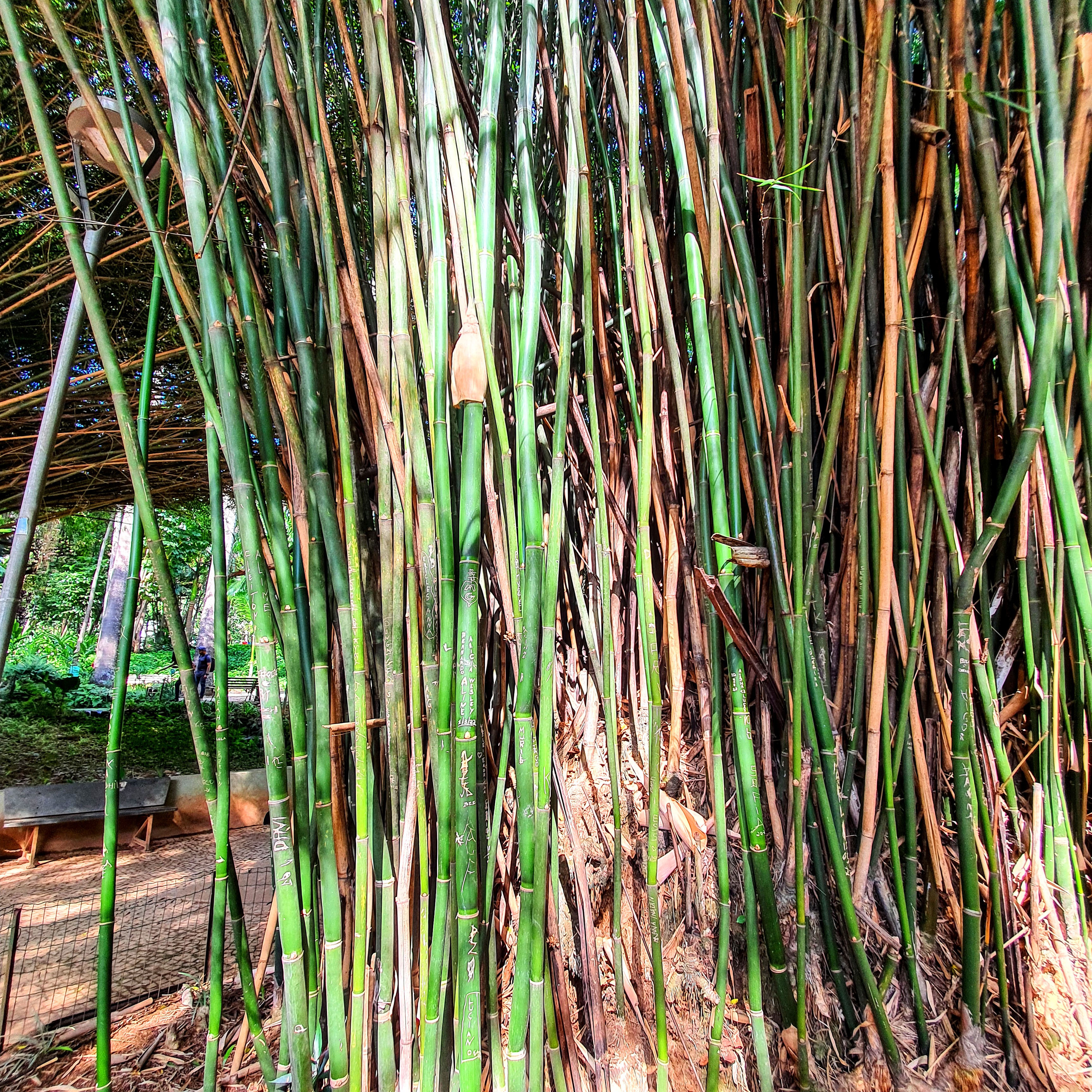 Colmos do bambu-verde.