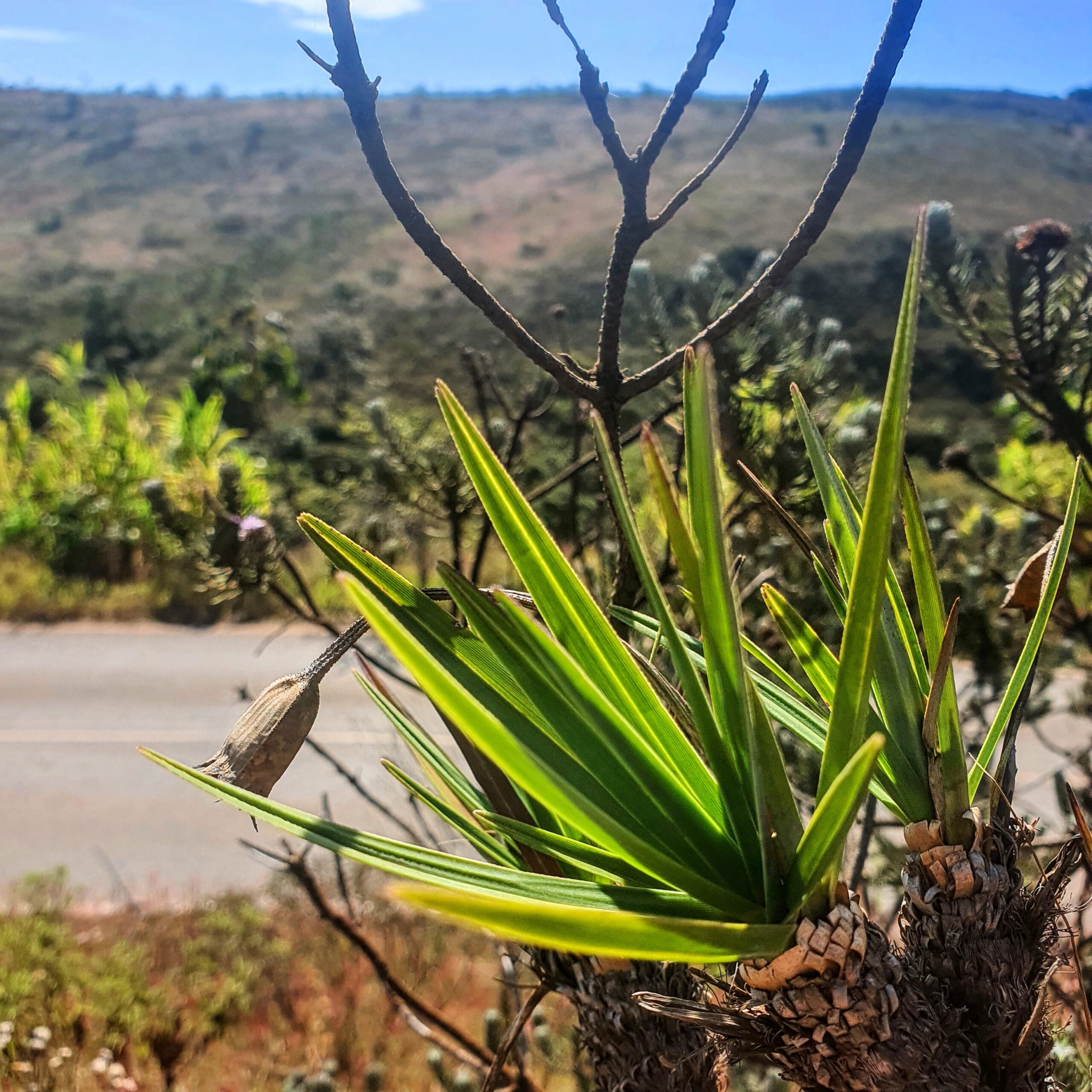 Folhas lineares e duras da canela-de-ema