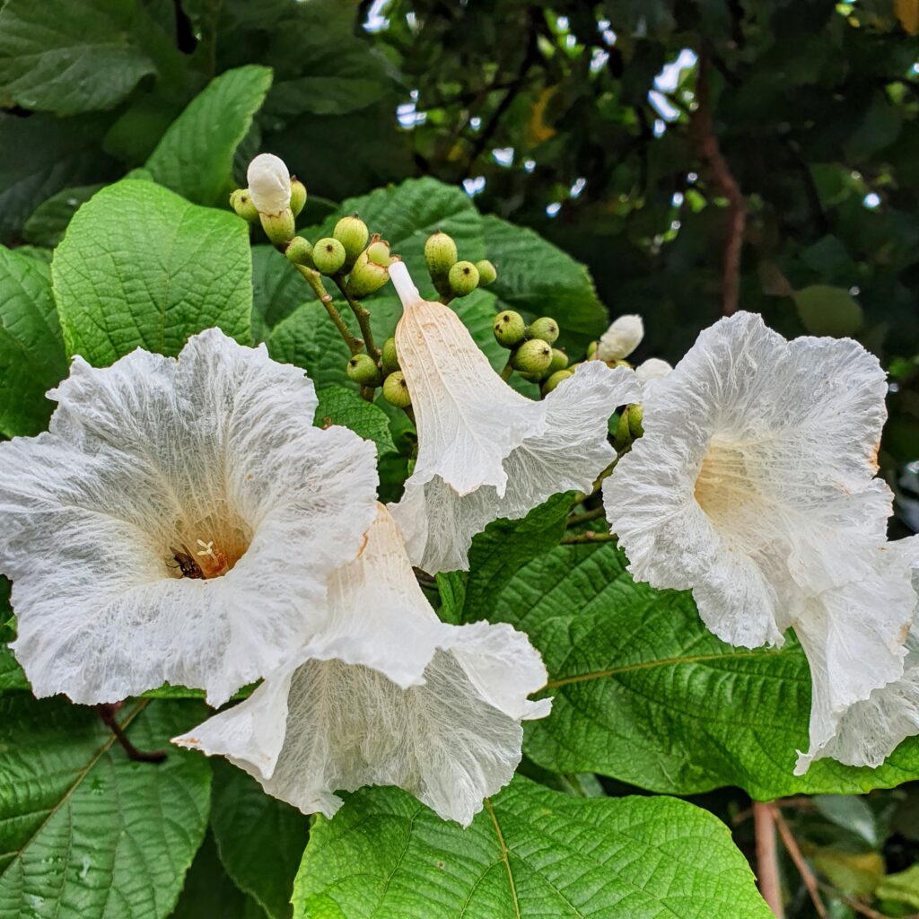 Folhas e flores da babosa-branca.