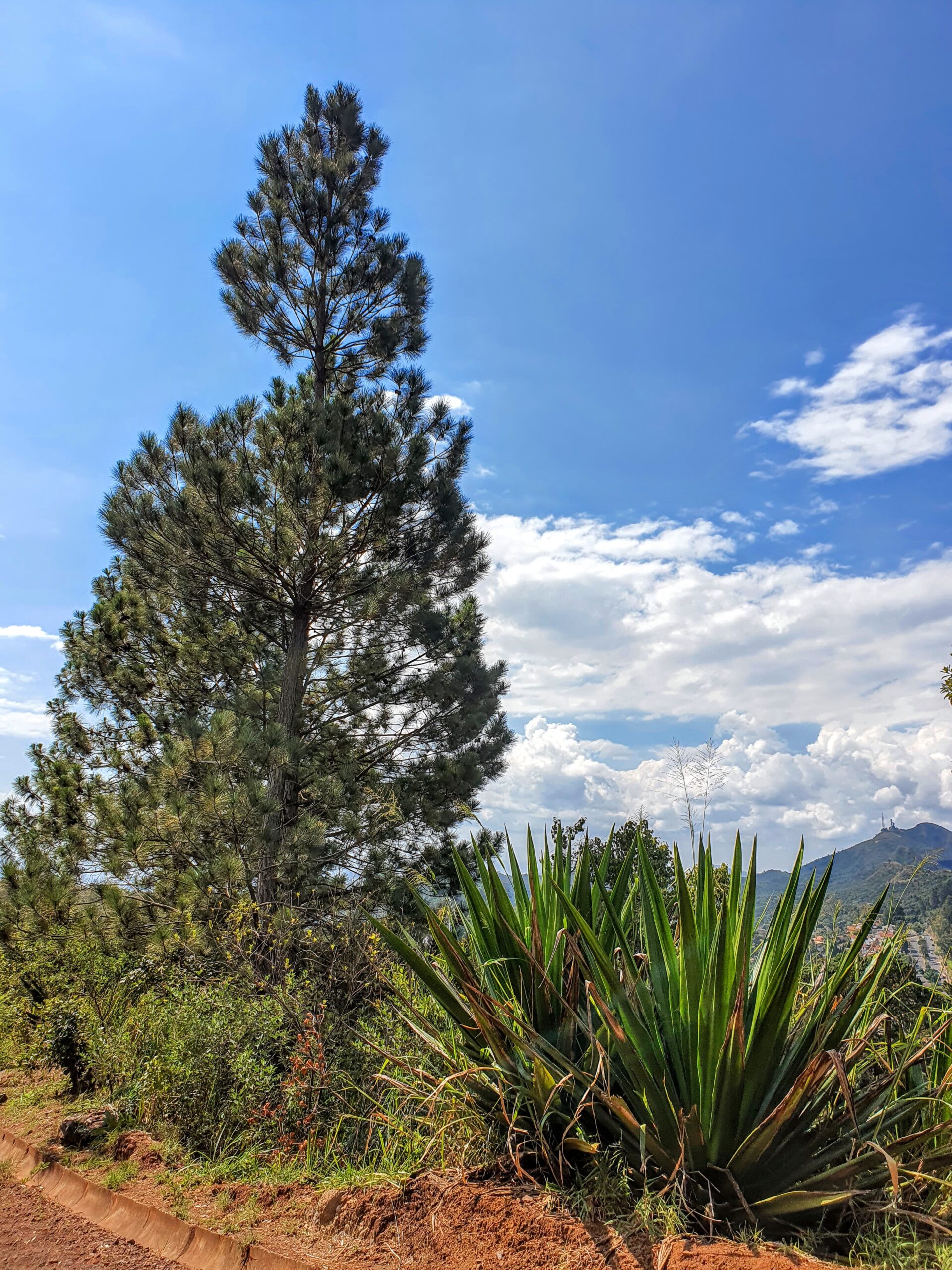 Pinus sp. - pinus | Biologia da Paisagem