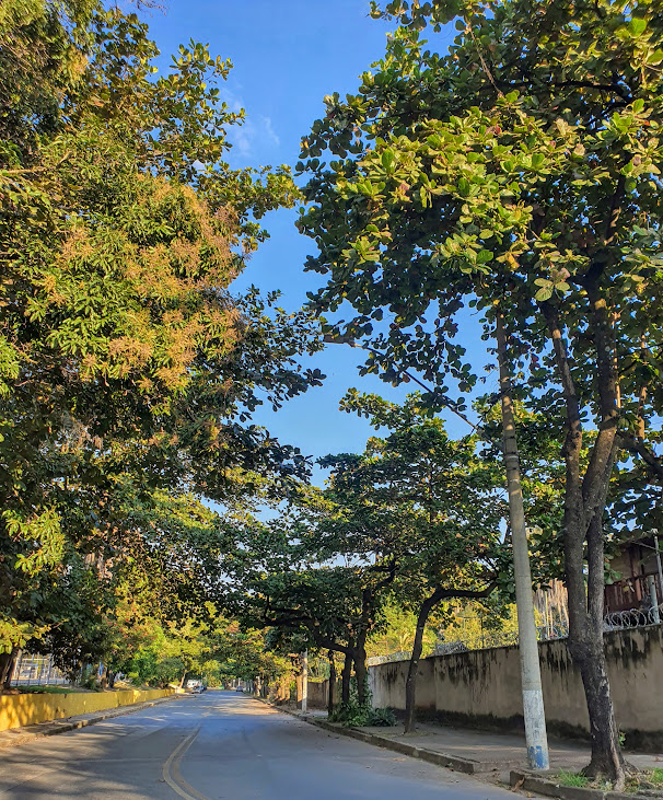 Rua bem arborizada com castanheiras.