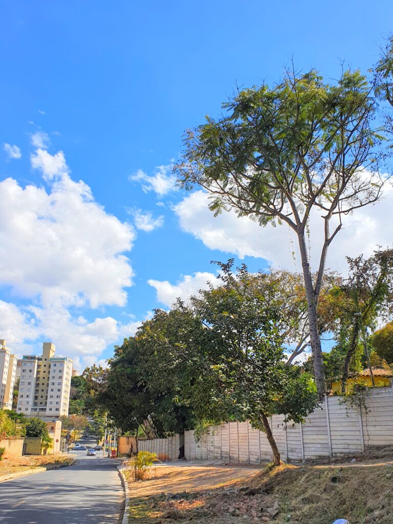 Guapuruvu na arborização urbana.