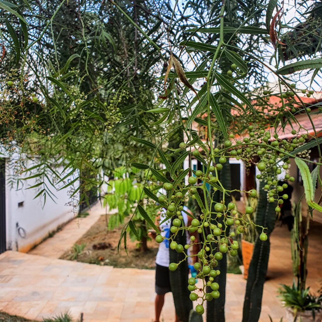 Frutos imaturos da aroeira-mansa.