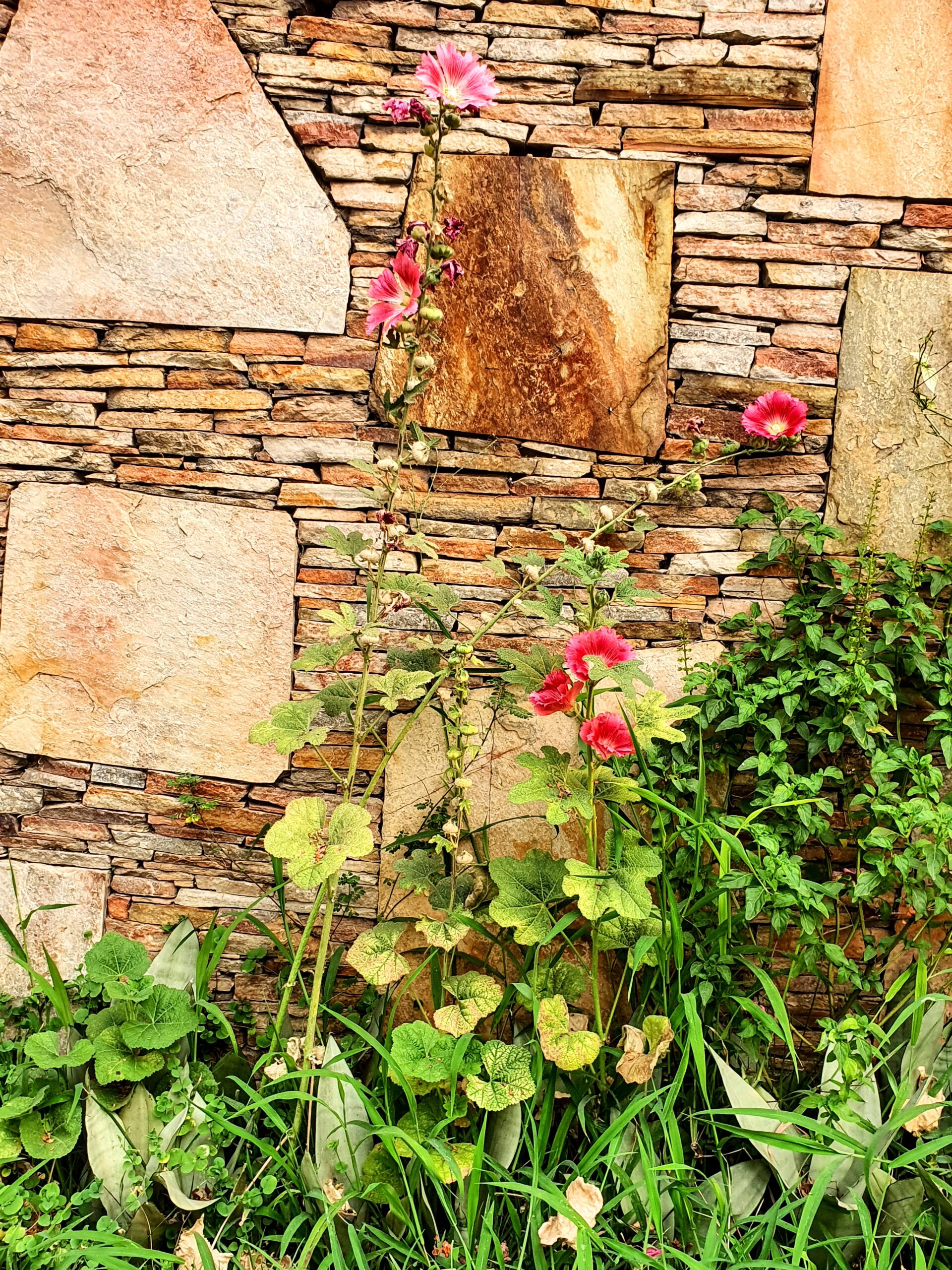 Malva-rosa plantada junto a muro.