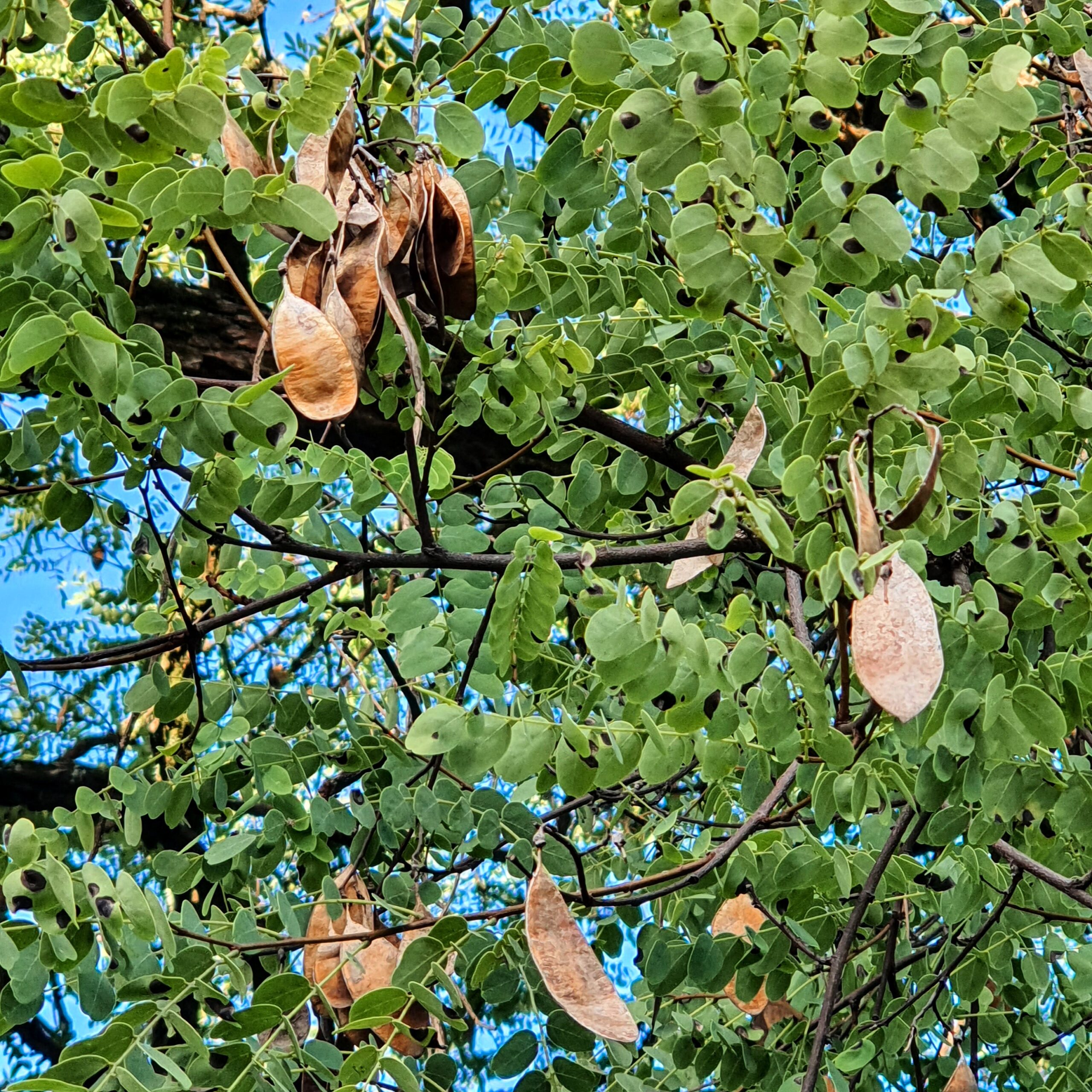 Frutos da caviúna do cerrado.