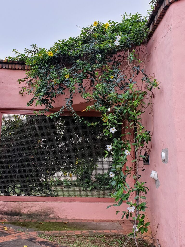 Cipó-de-leite em muro.