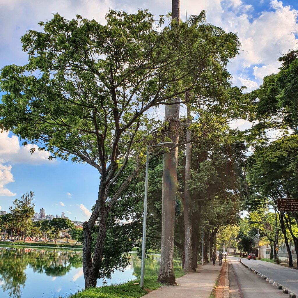 Cajá-redondo na orla da Lagoa da Pampulha.