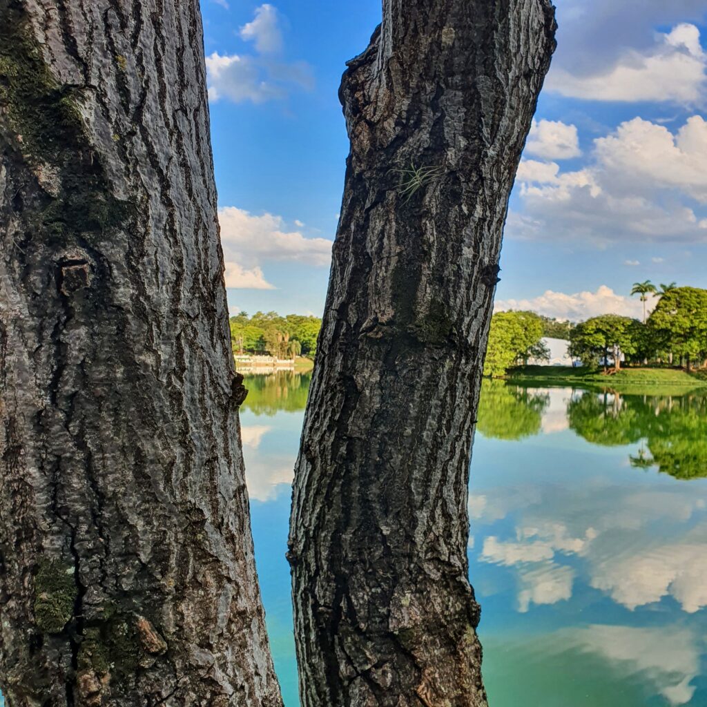 Belo tronco do cajá-redondo.