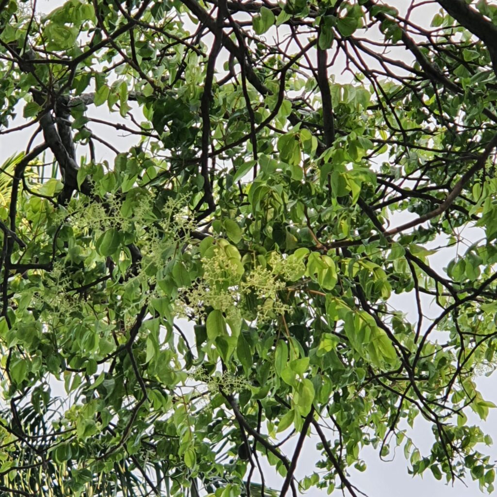 Folhas, flores e frutos do cajá-redondo.