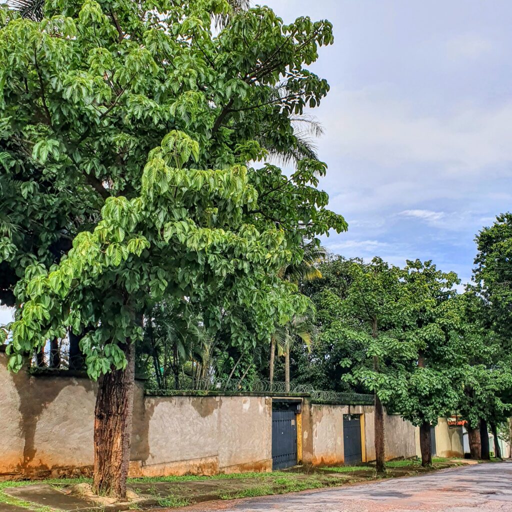 Paineiras-do-cerrado bem folhadas.