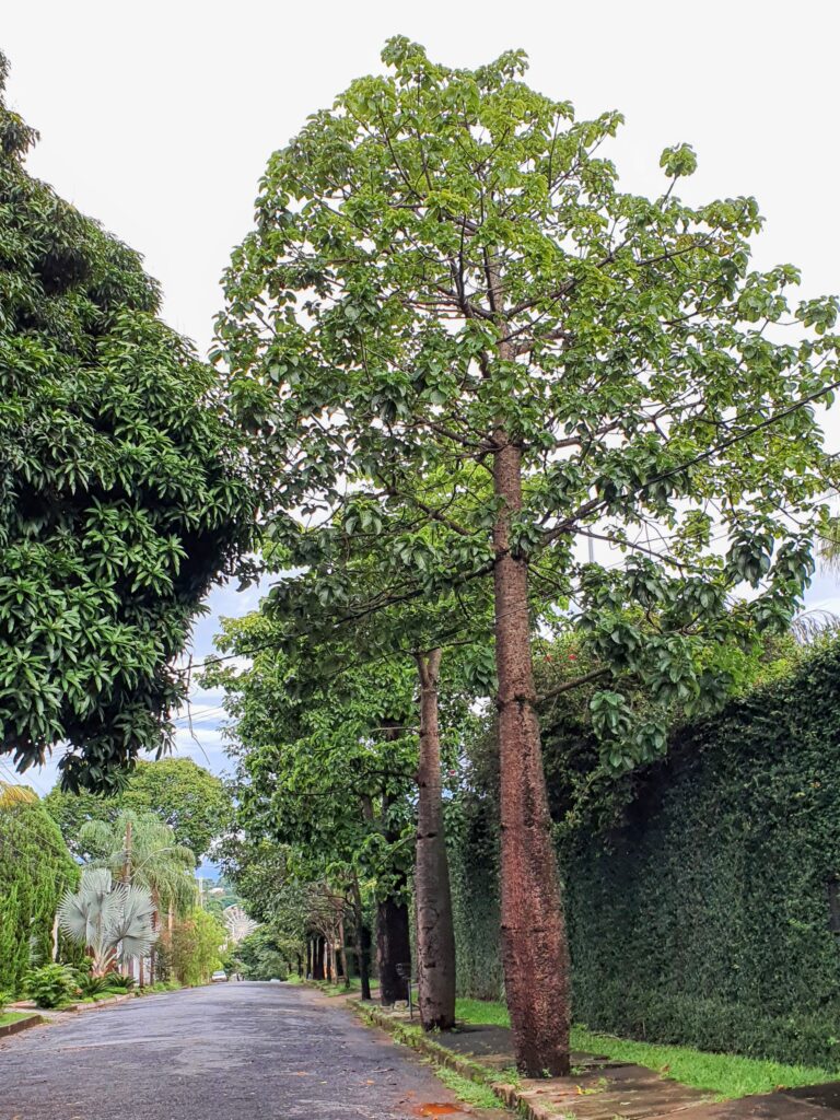 Paineiras-do-cerrado bem folhadas.