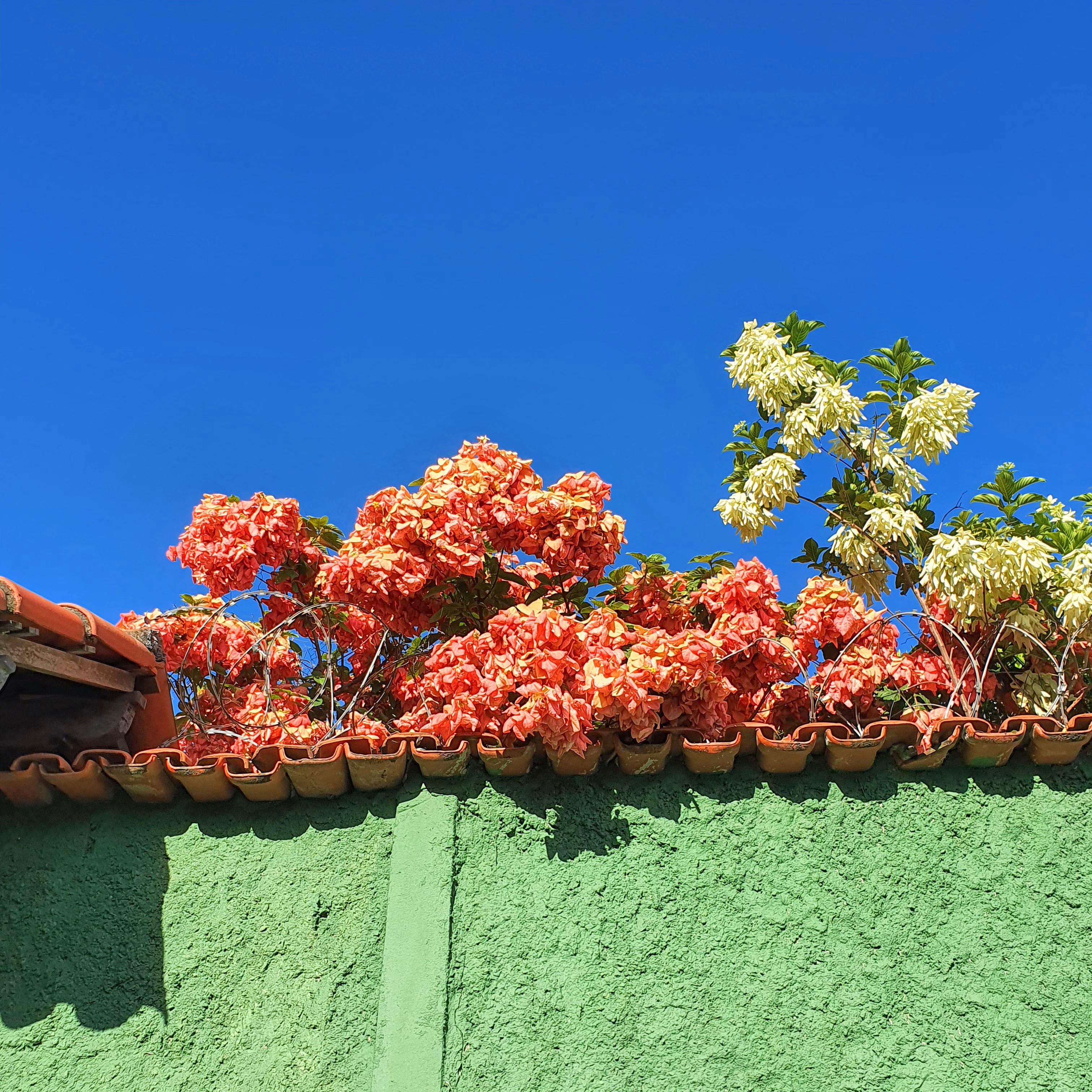 Mussaenda rosa adornando muro.