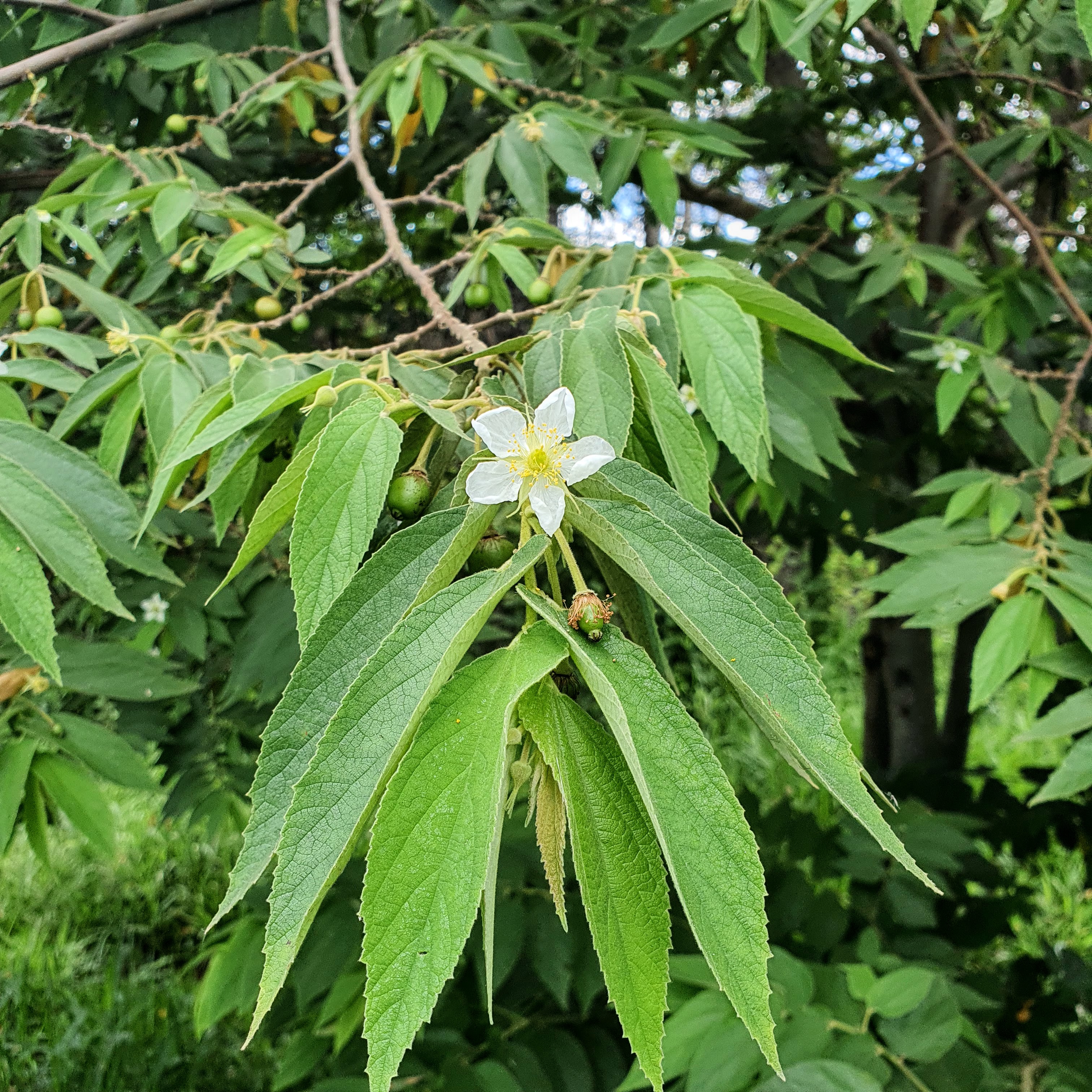 Folhas lanceoladas e flores brancas da calabura.