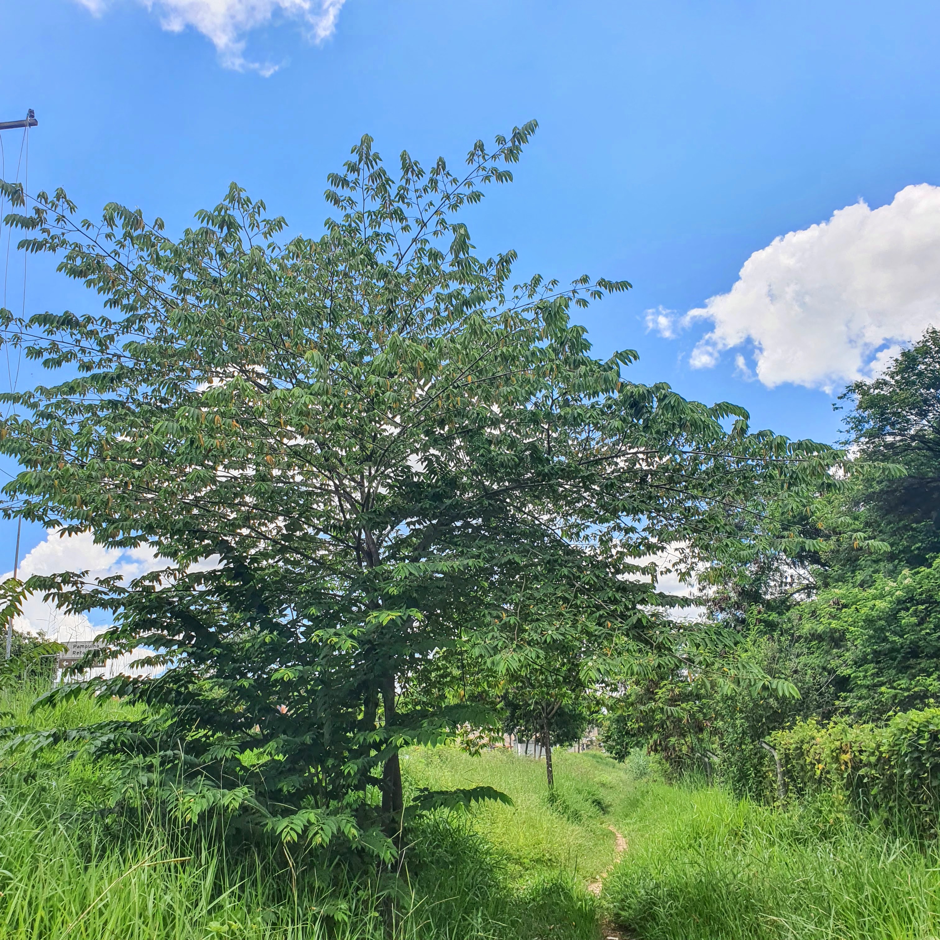 Calabura utilizada na arborização urbana.