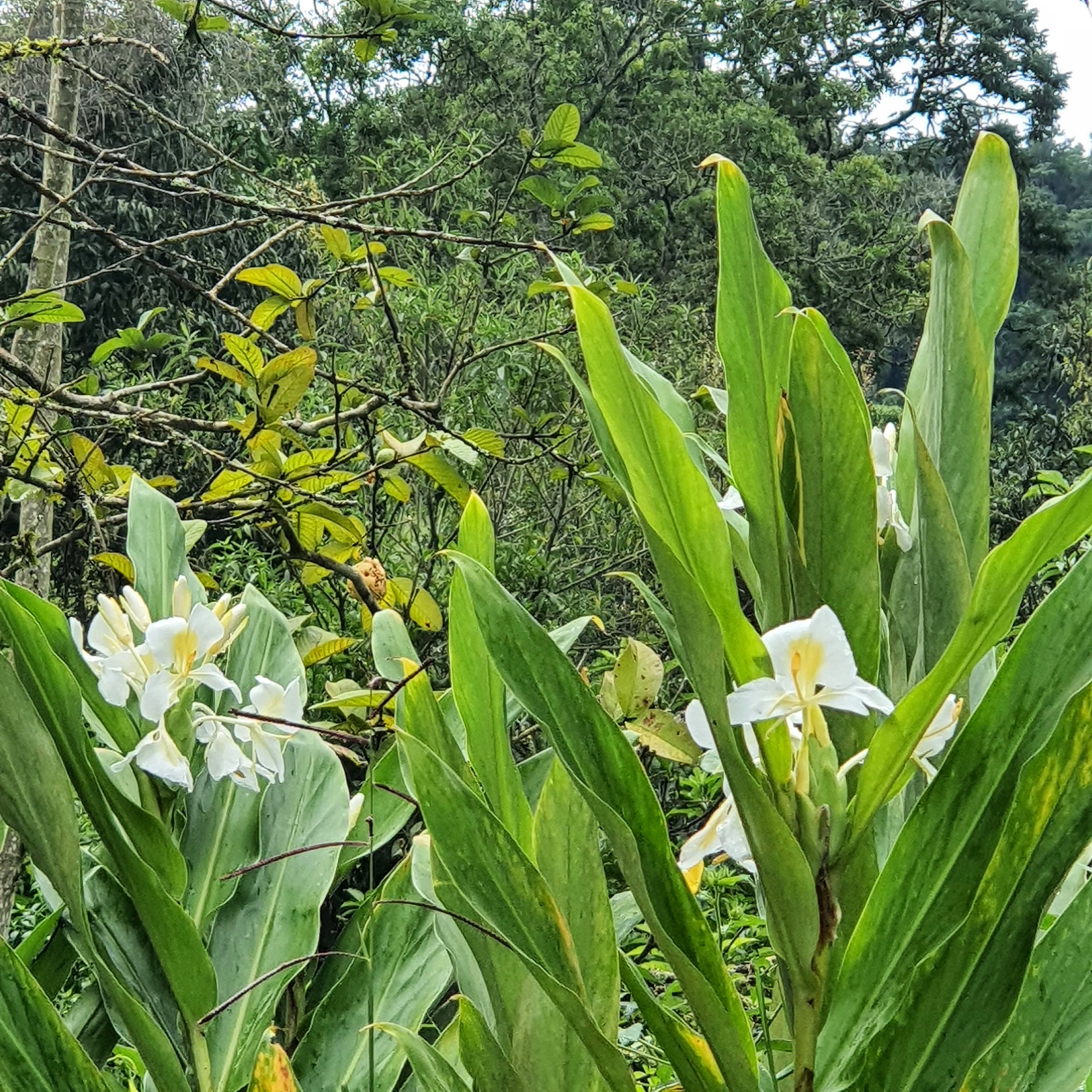 Flores e folhas do lírio-branco-do-brejo.