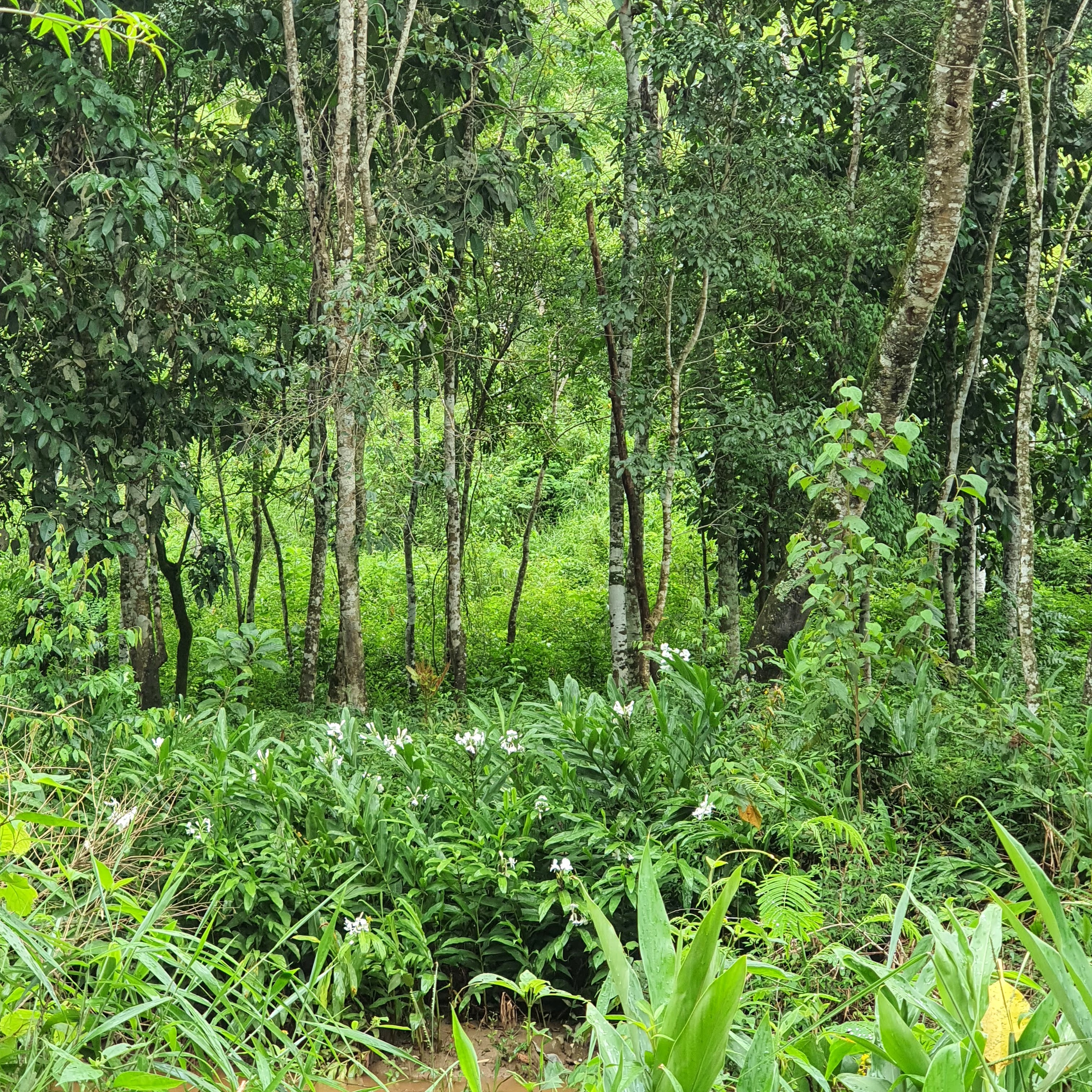 Lírio branco do brejo presente em terreno baixo e alagadiço.