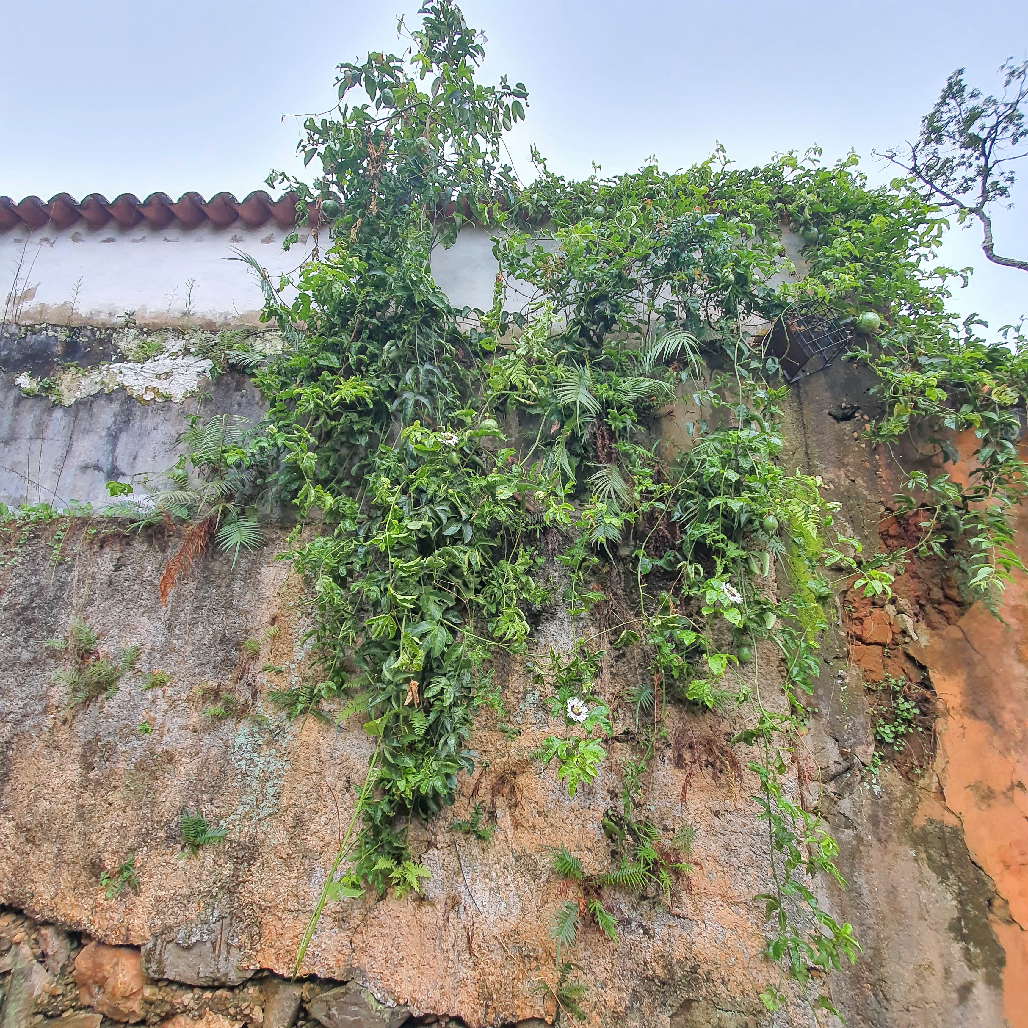 Maracujá cultivado junto a muro.