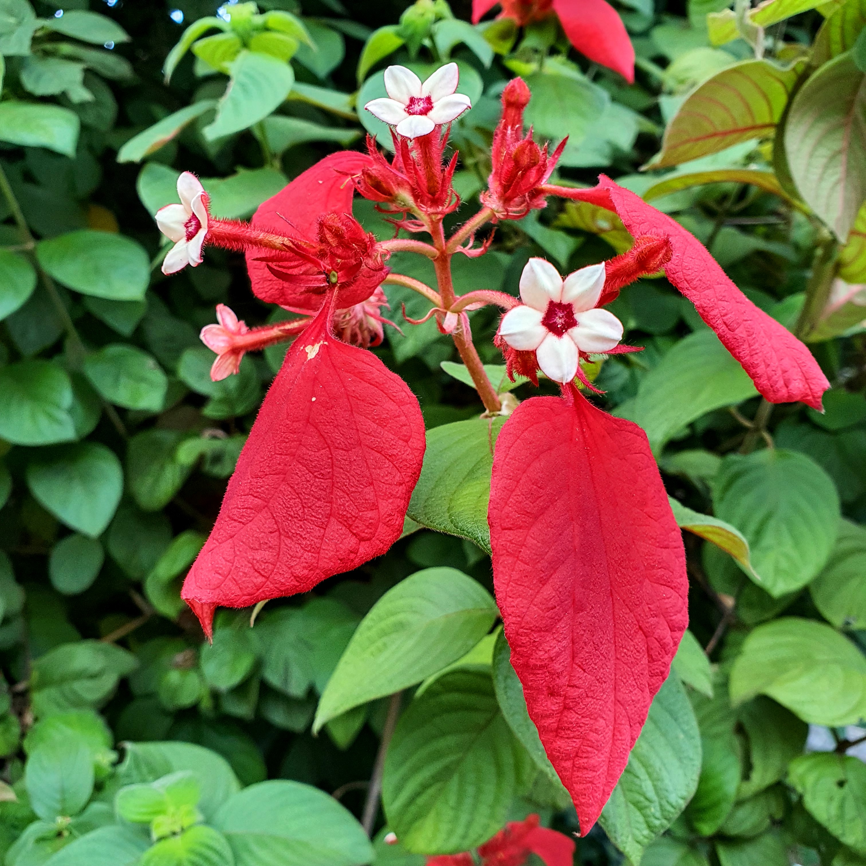 Flores e brácteas da mussaenda-vermelha-trepadeira.