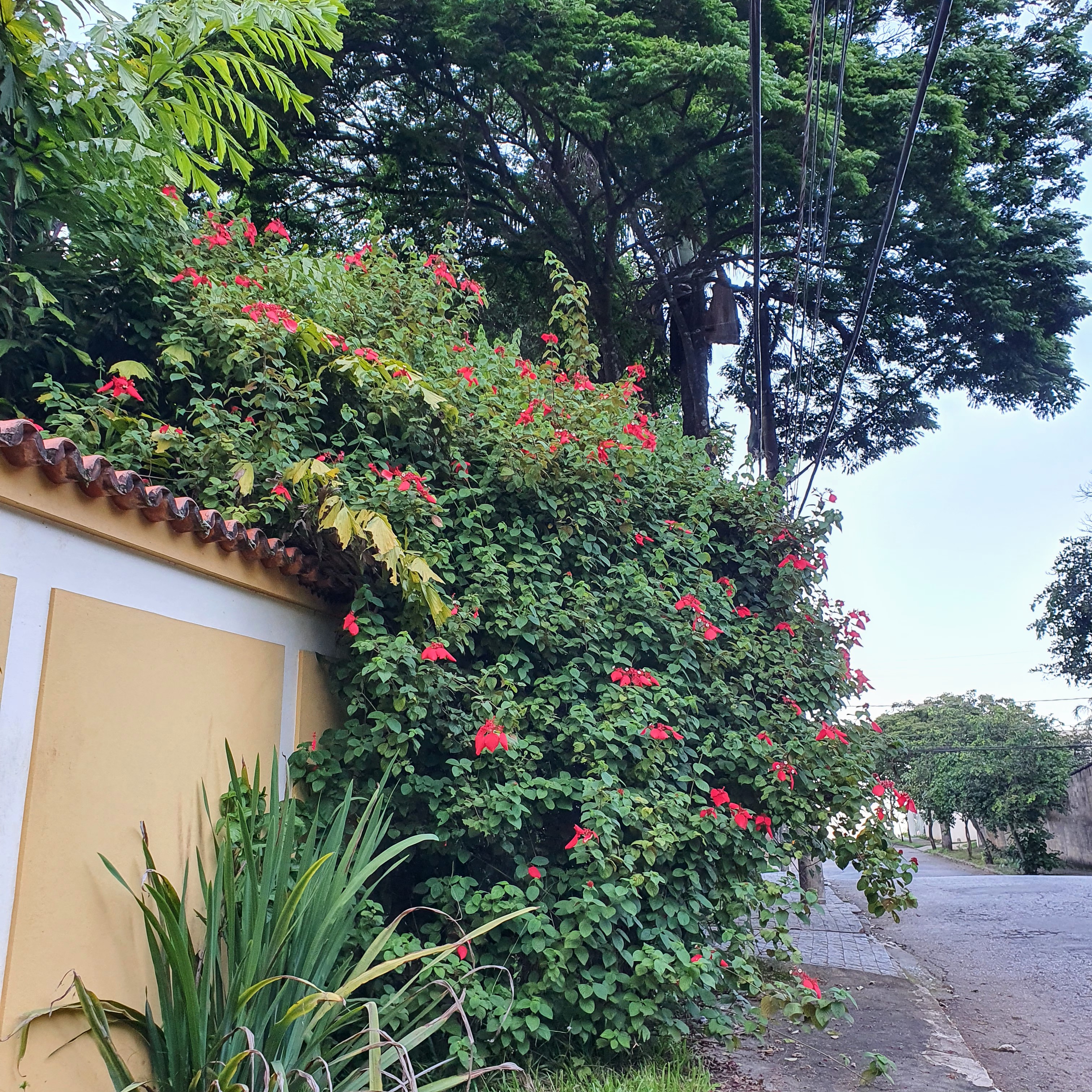 Grande mussaenda-vermelha-trepadeira arbustiva.