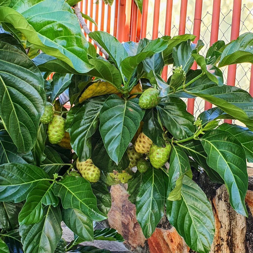 Folhas, flores e frutos do noni.