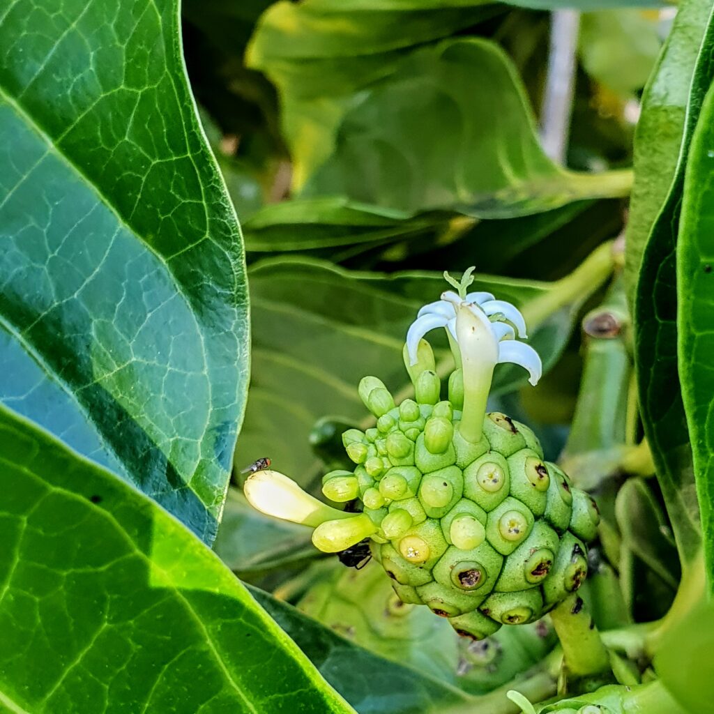 Inflorescência do noni.