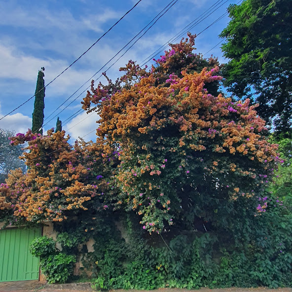 Brácteas da primavera.