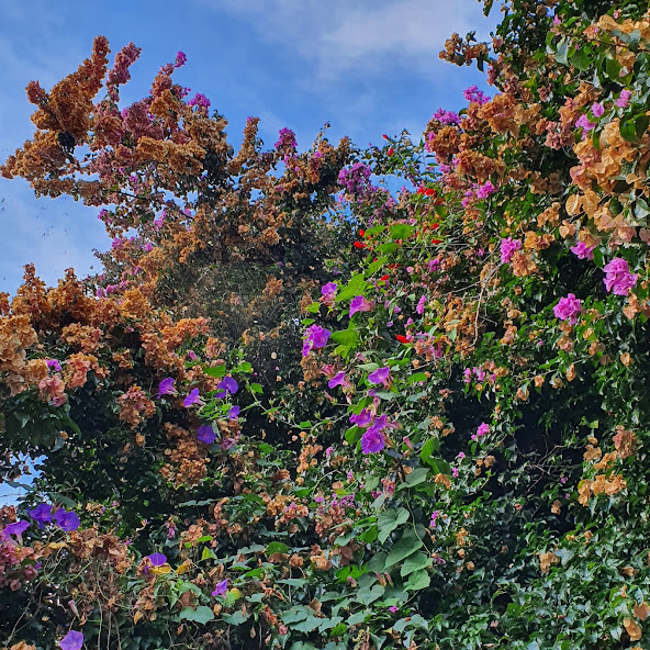 Primavera de brácteas de cor creme.