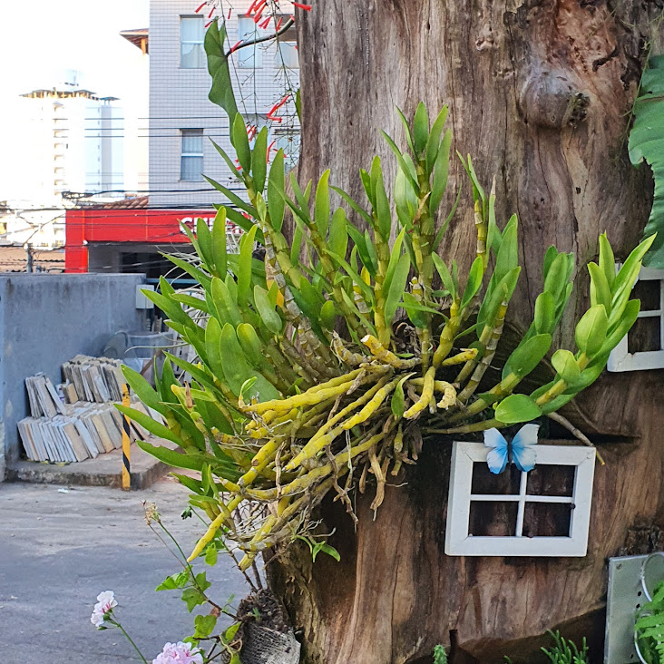 Orquídea afixada em tronco morto de árvore.