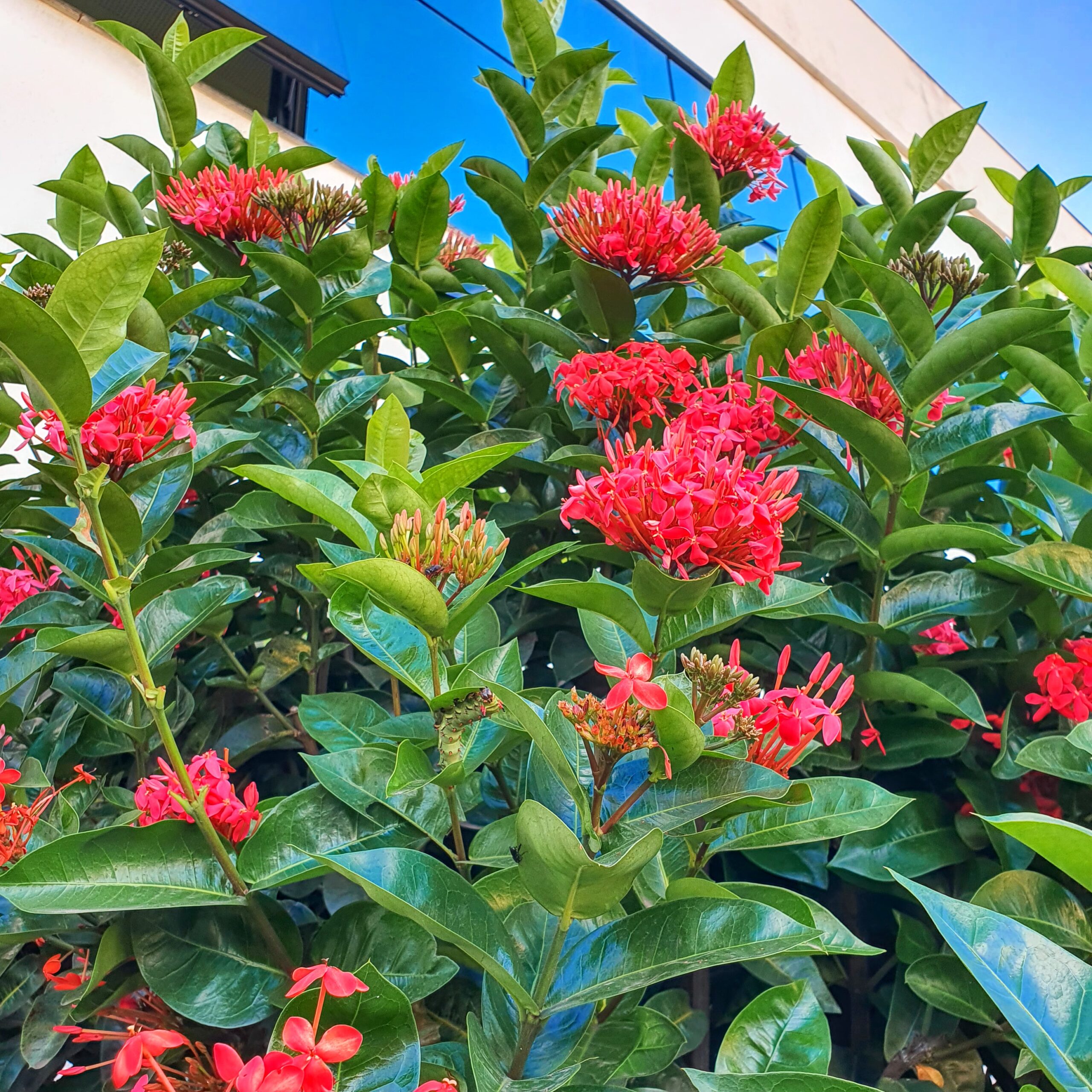 Flores vermelhas da ixora-coral.