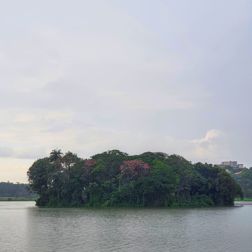 Paineiras na Ilha dos amores.